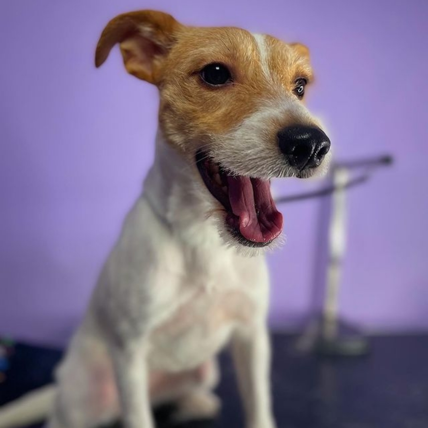 Jack Russell Terrier