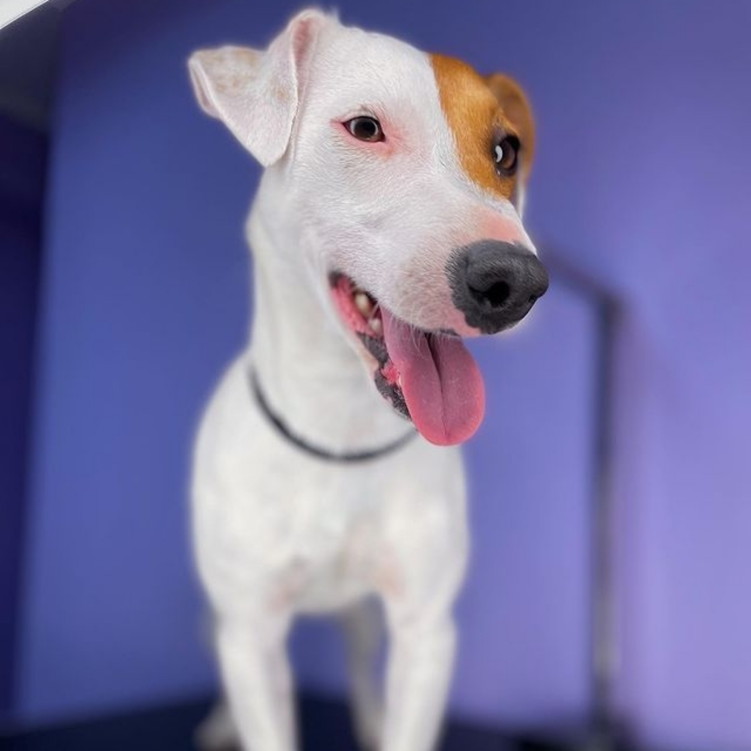 Jack Russell Terrier
