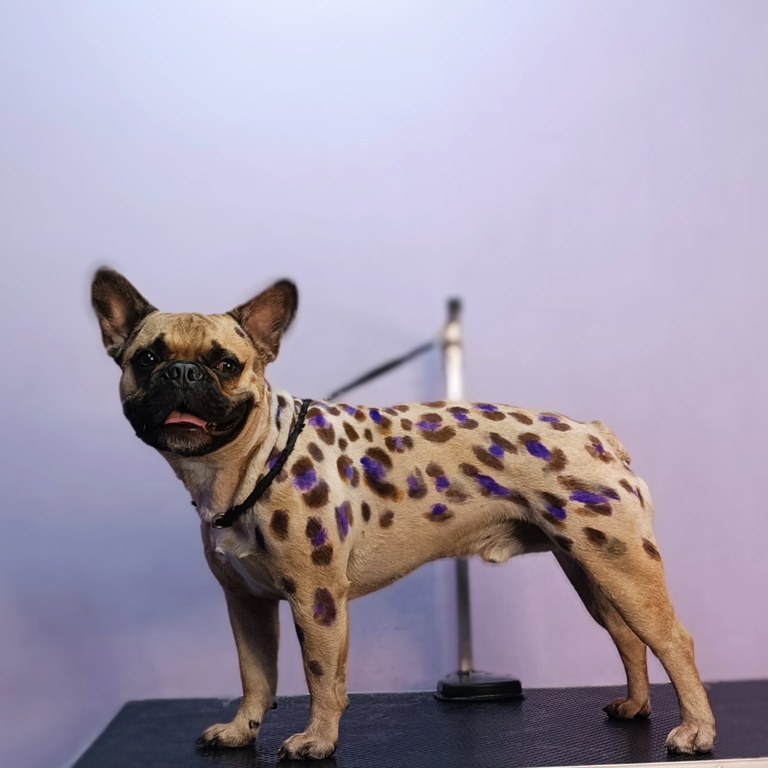 Buldog francez
