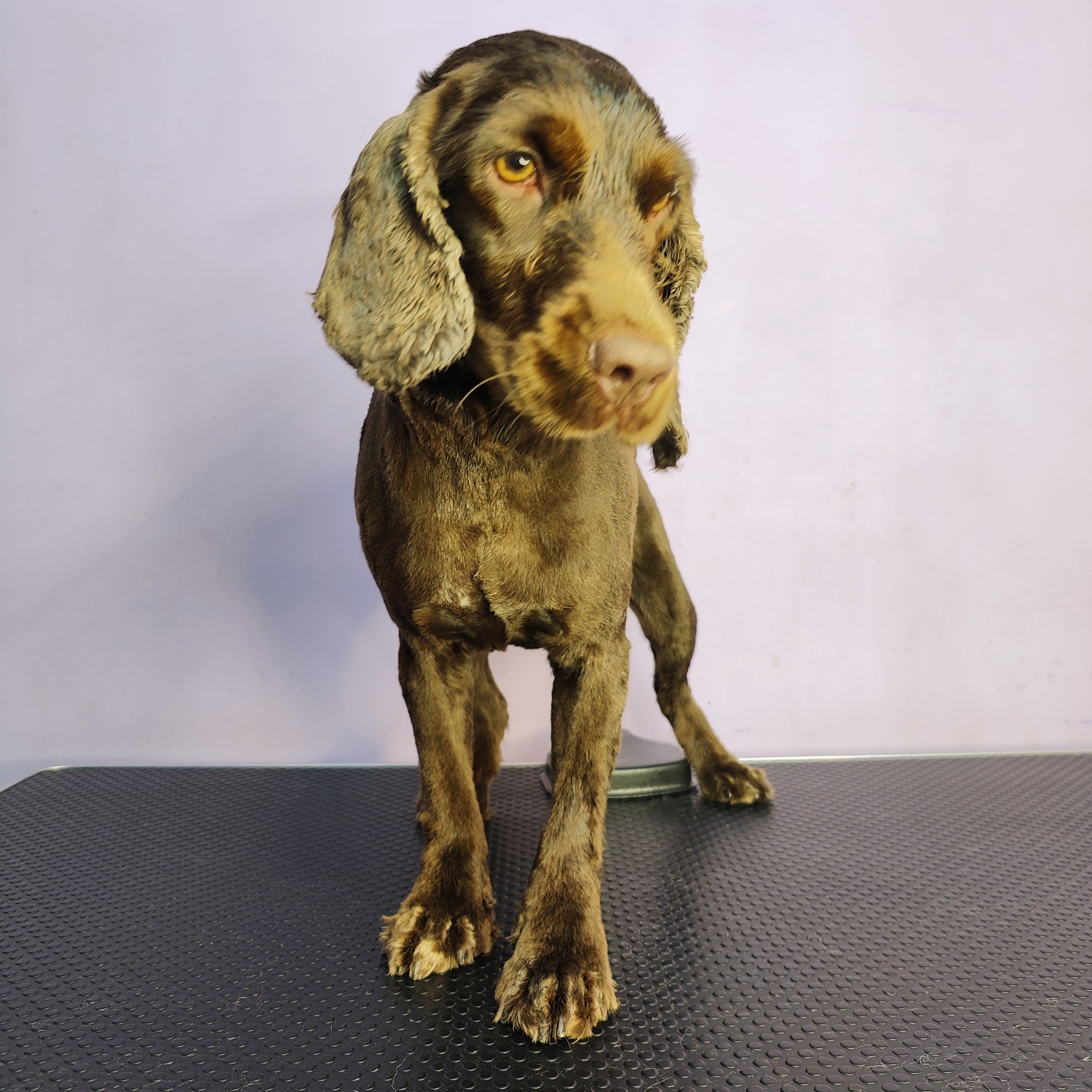 Cocker Spaniel
