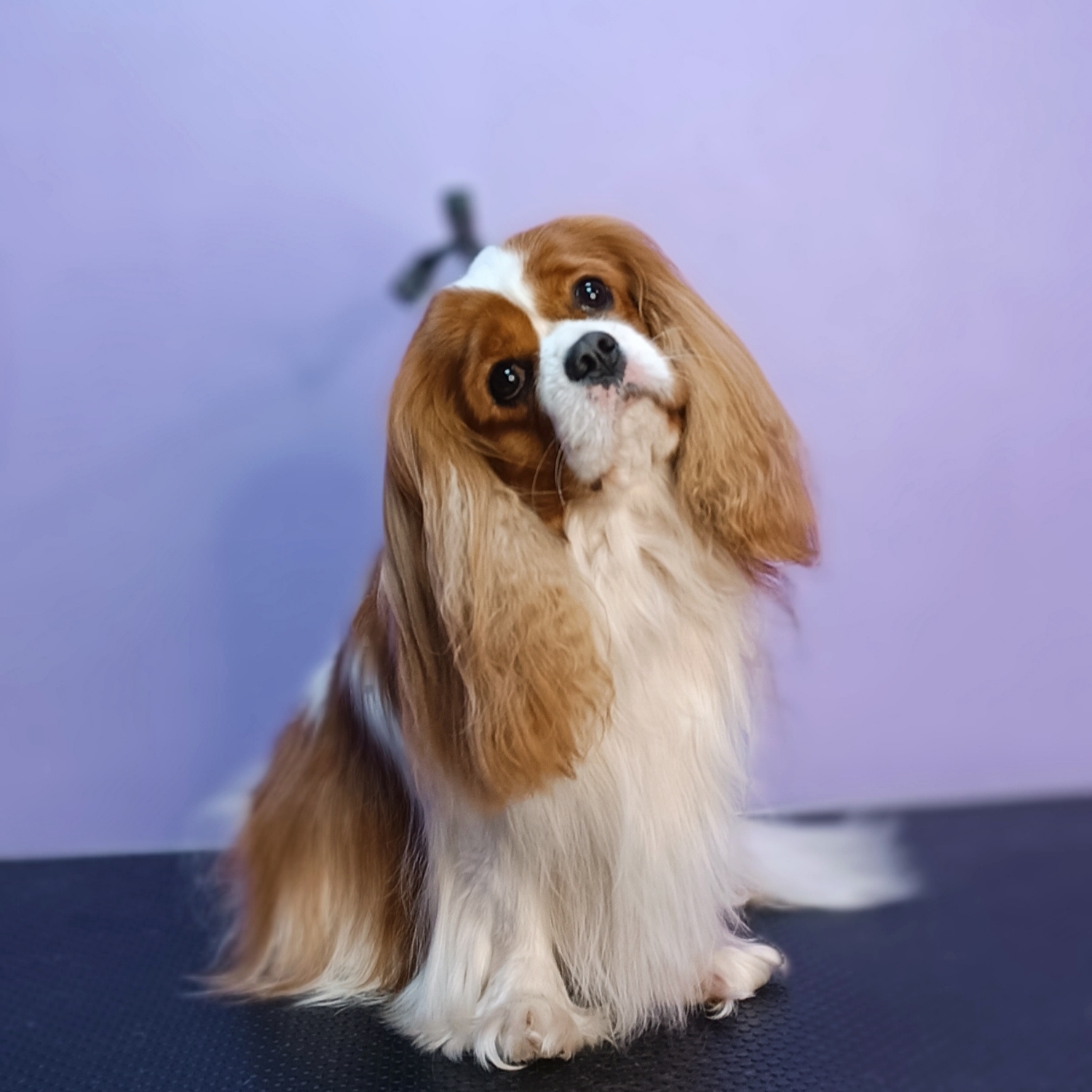 Cavalier King Charles Spaniel