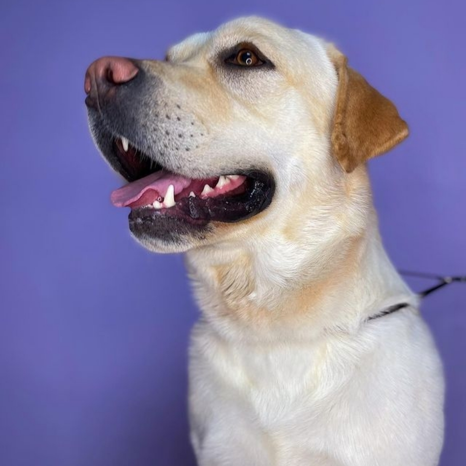 Labrador