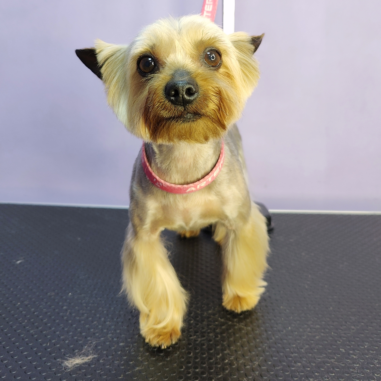 Yorkshire terrier