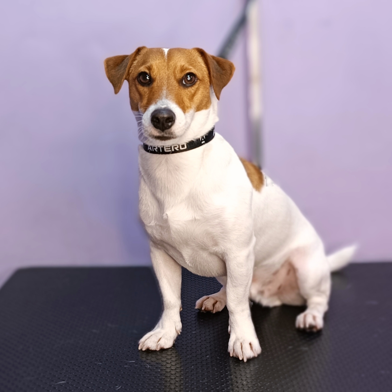 Jack Russell Terrier