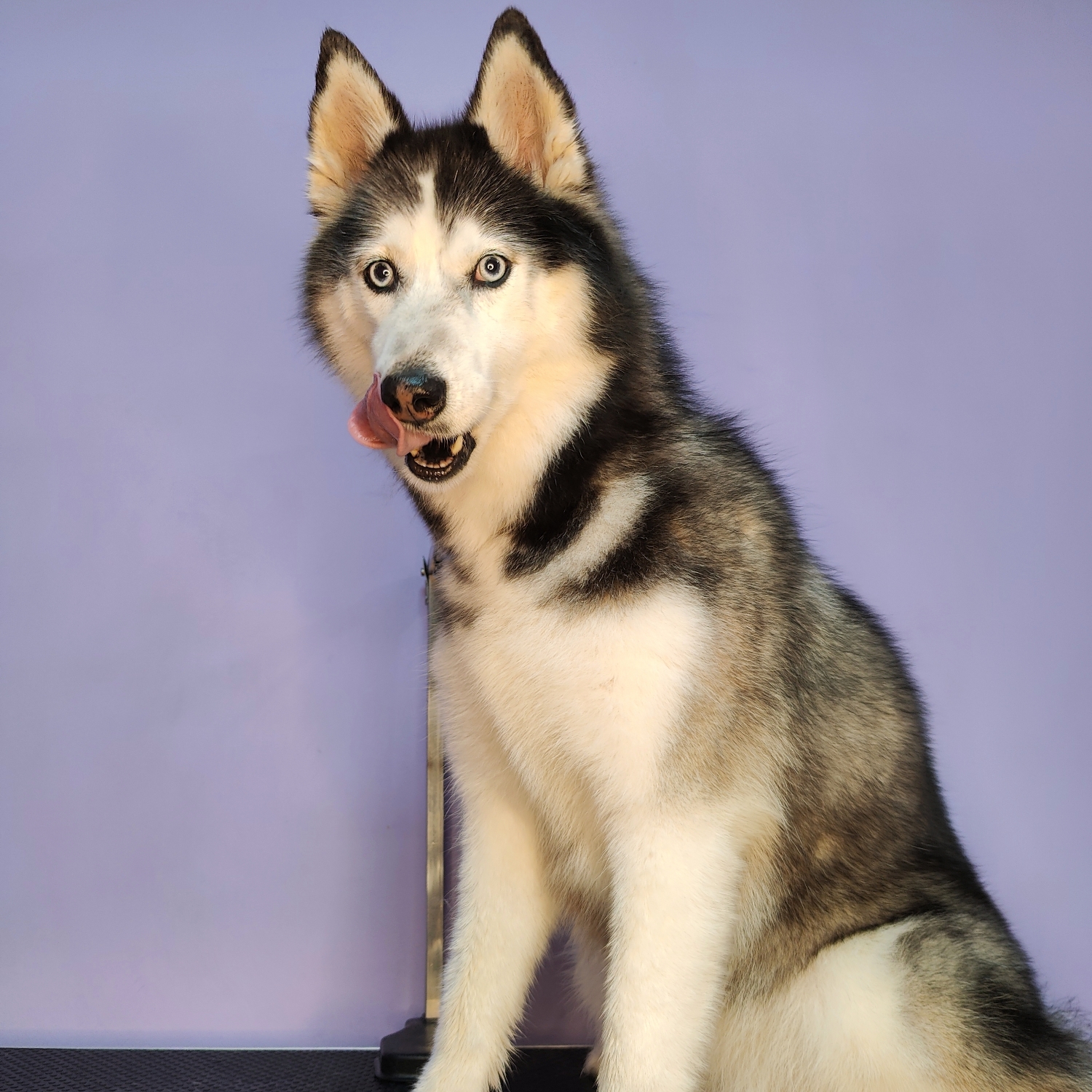 Husky