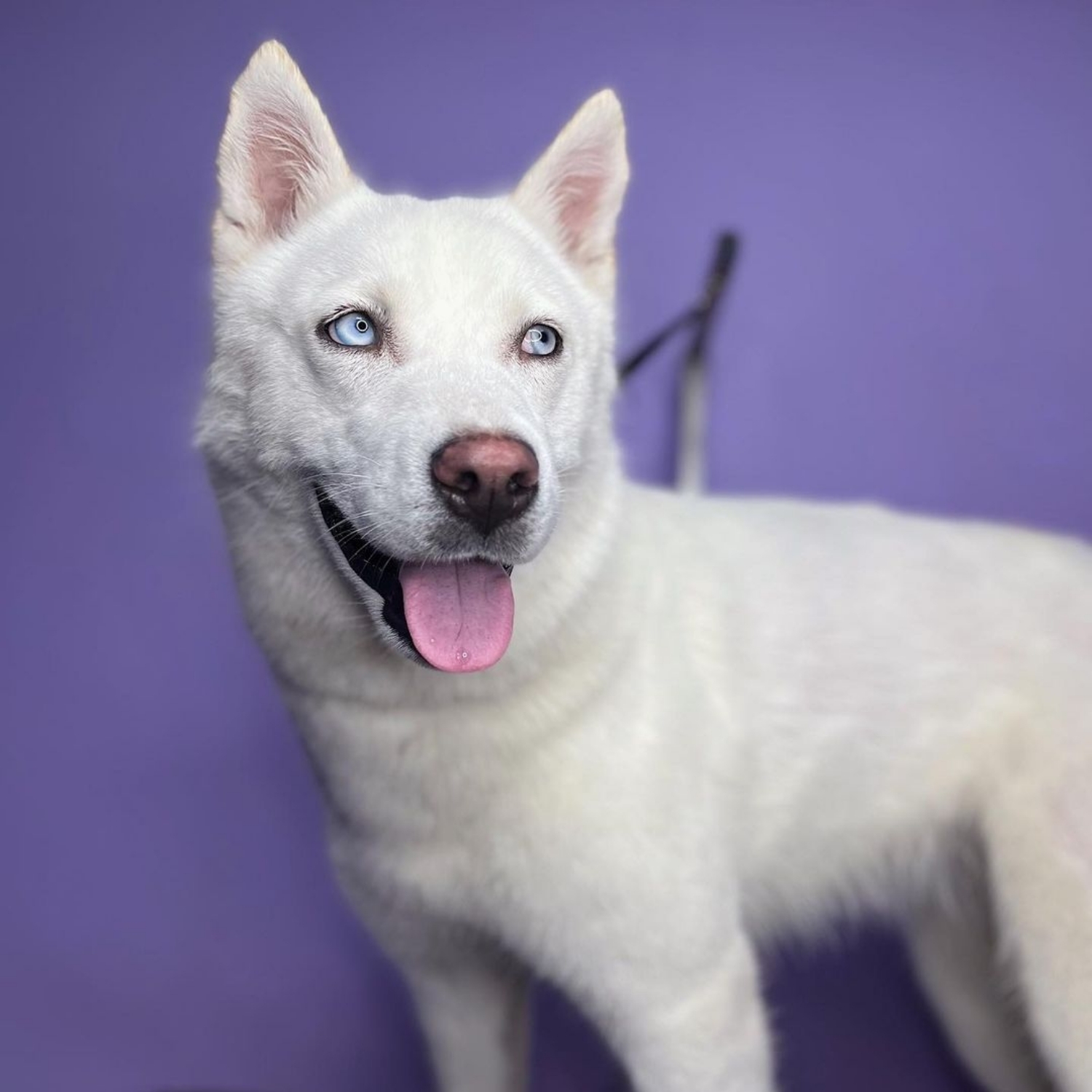 Хаски