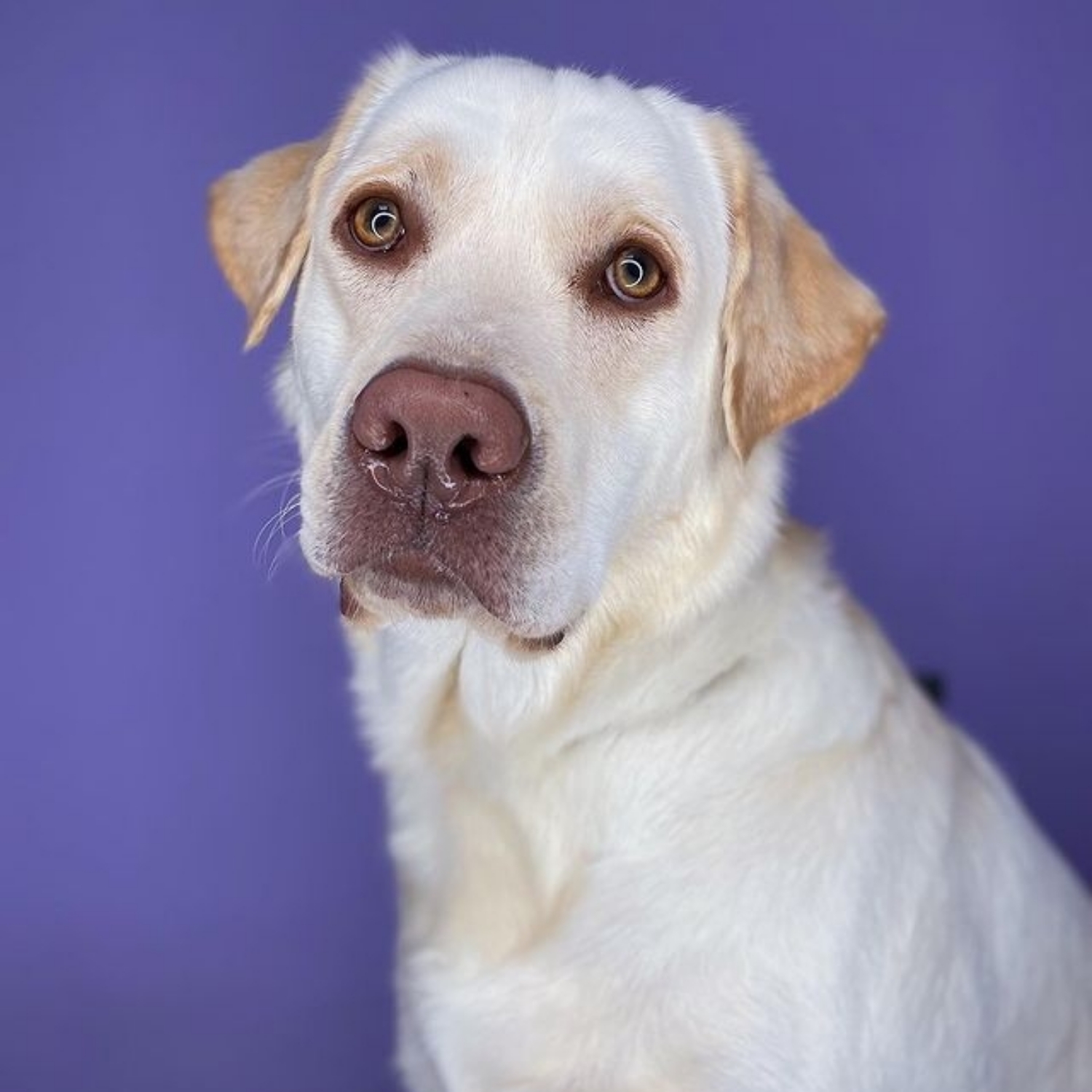 Labrador