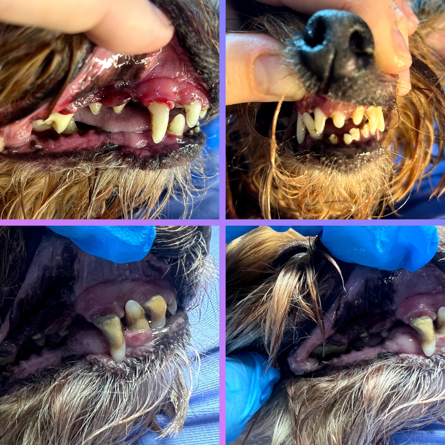 Yorkshire terrier