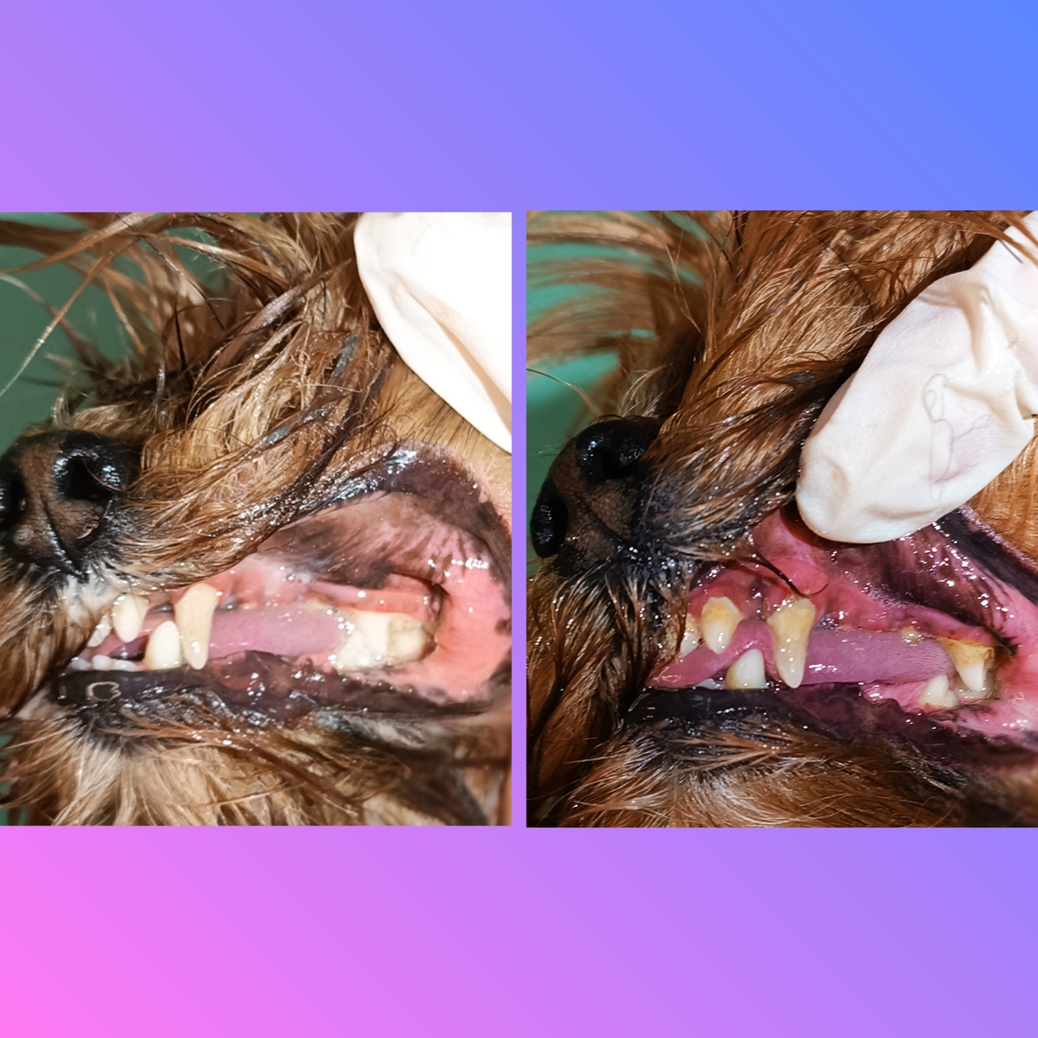 Yorkshire terrier