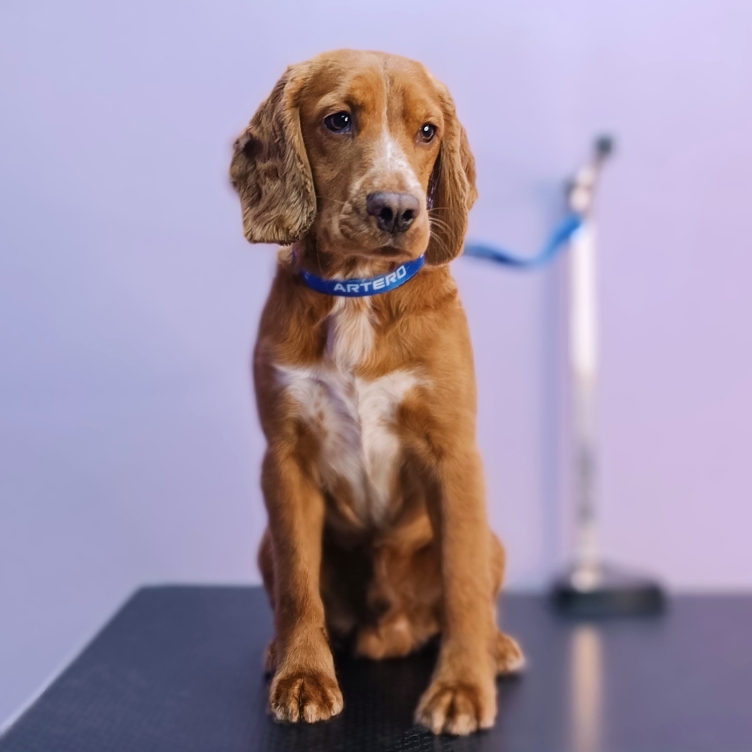 Cocker Spaniel