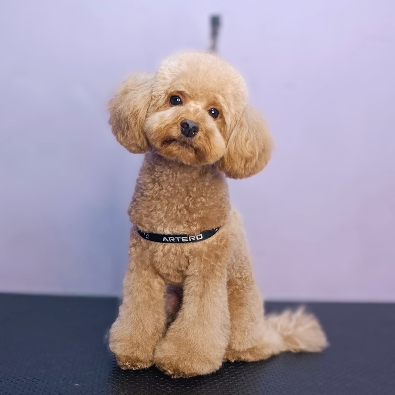 Poodle (mic)