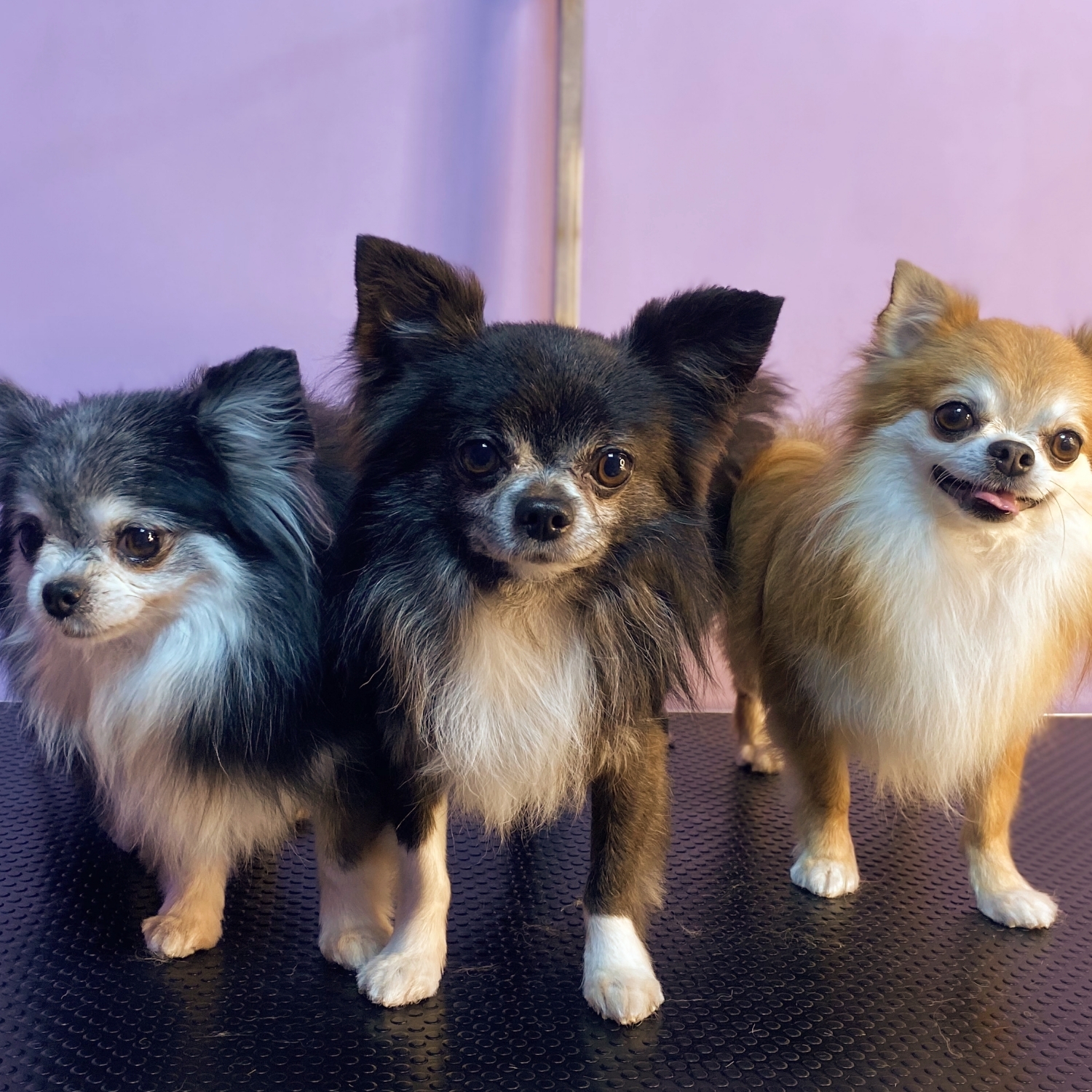 Chihuahua