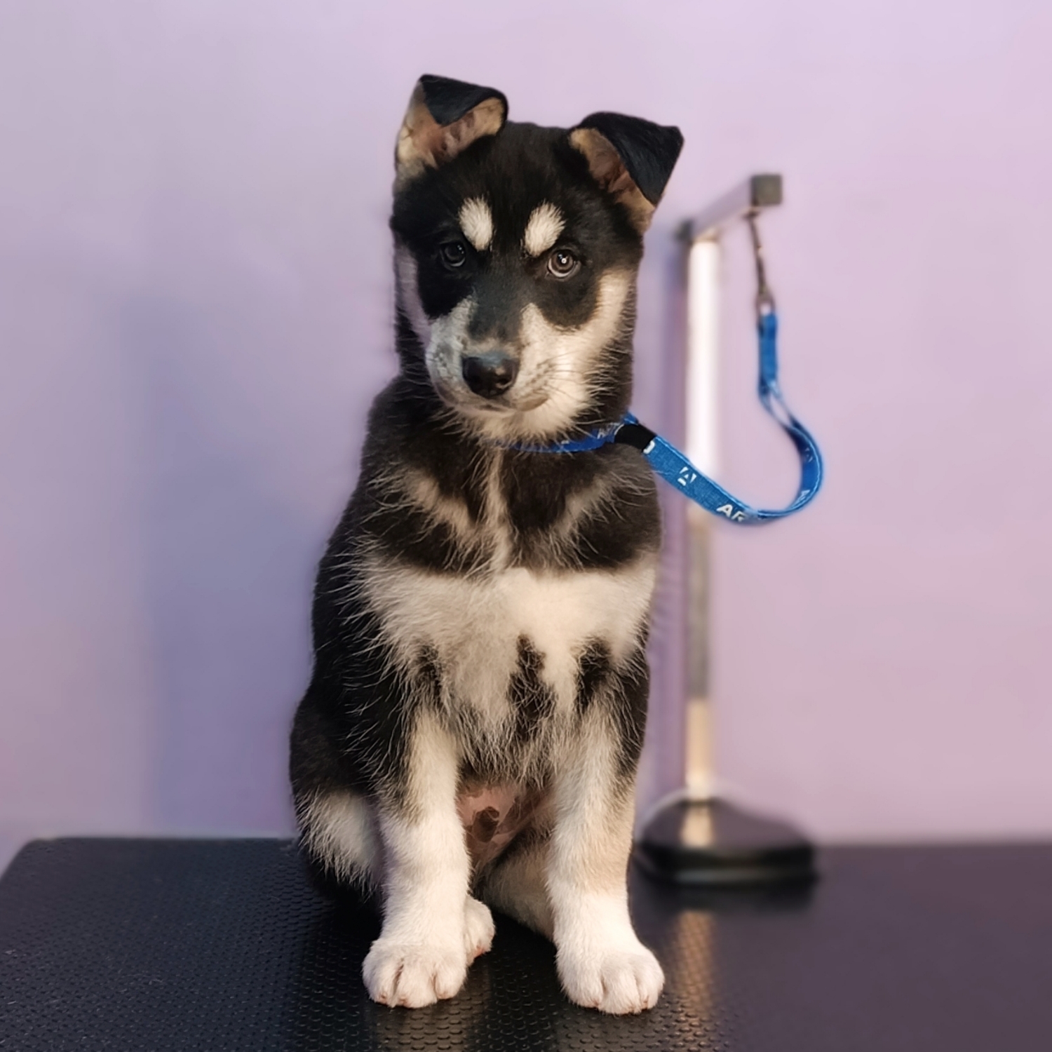 Husky