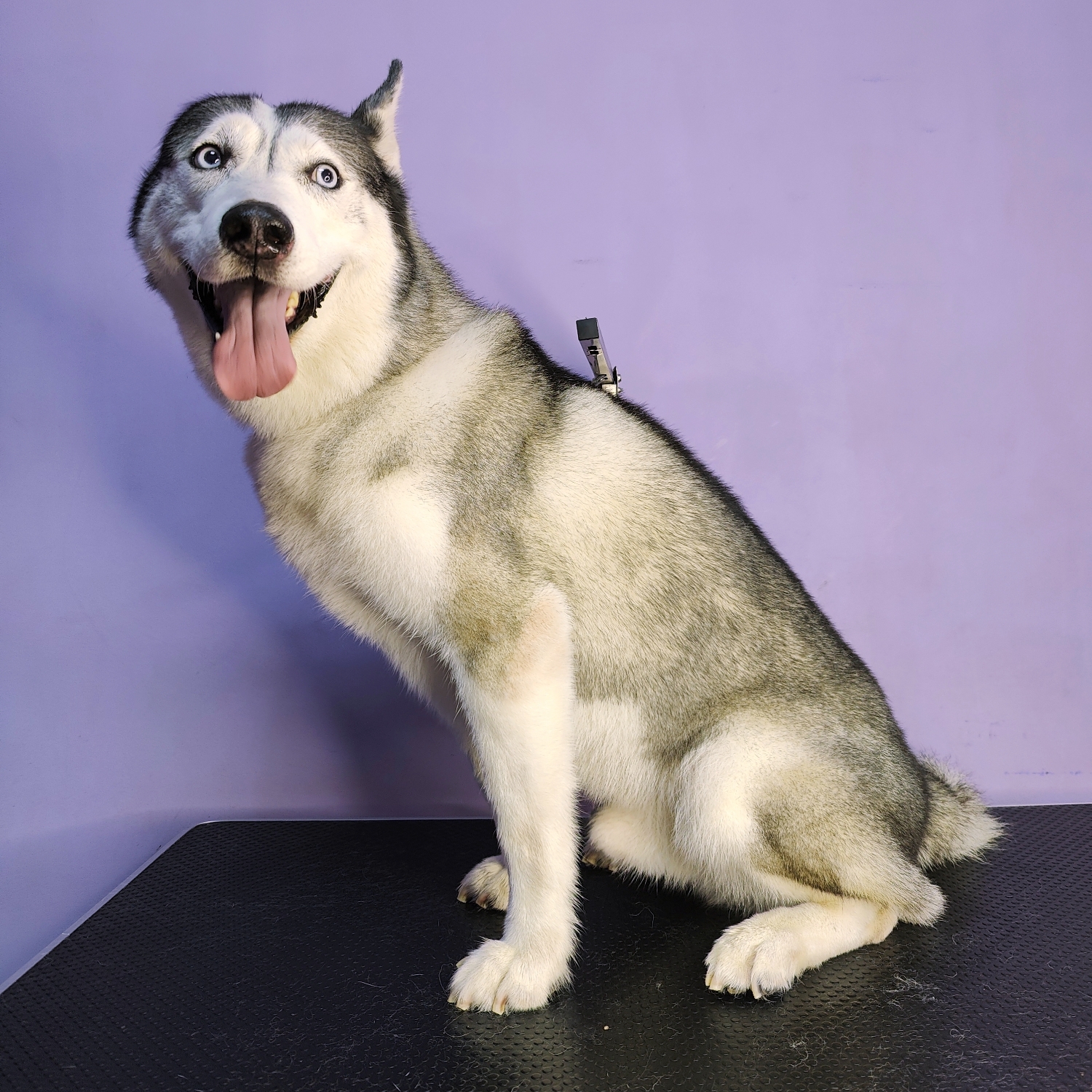 Husky