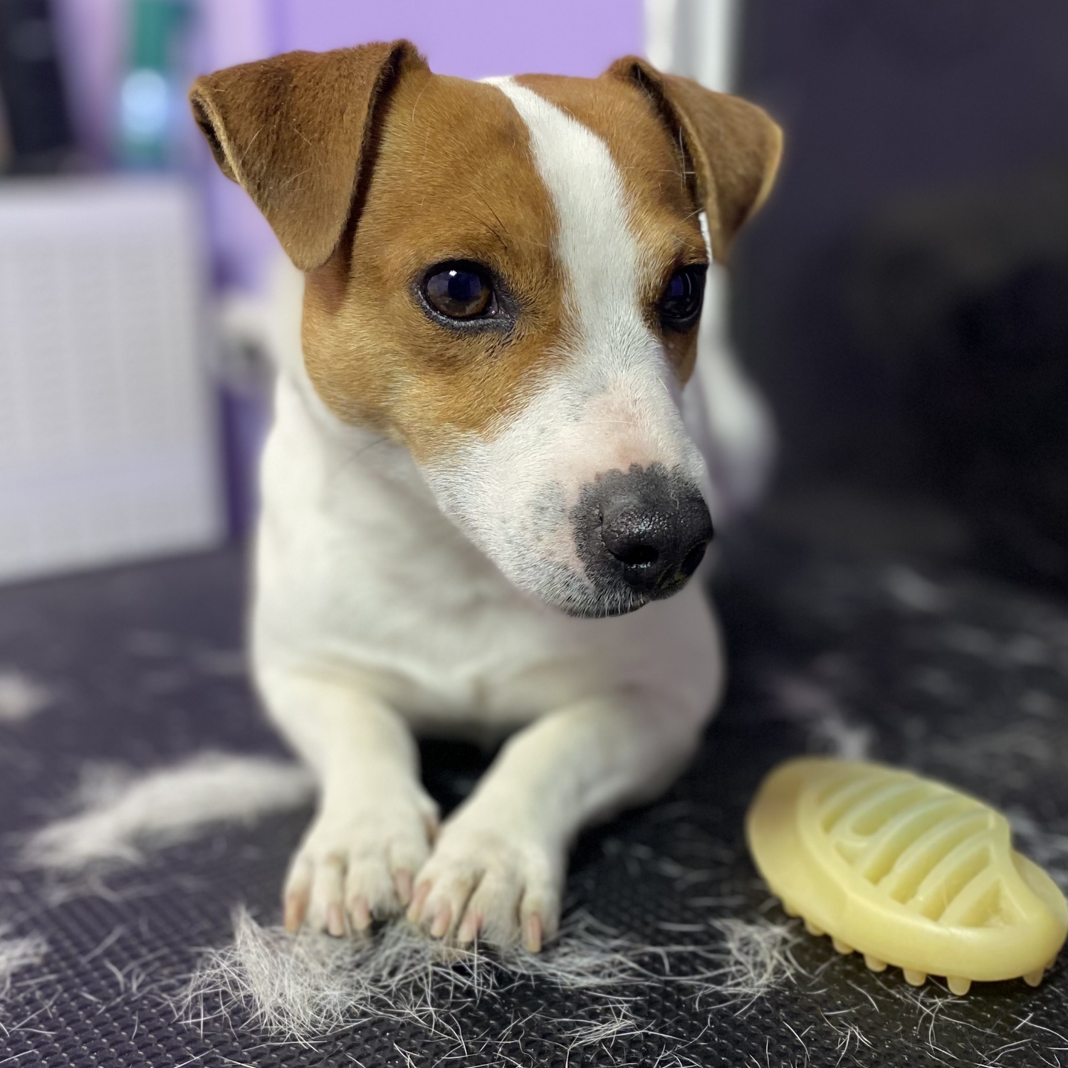Jack Russell Terrier