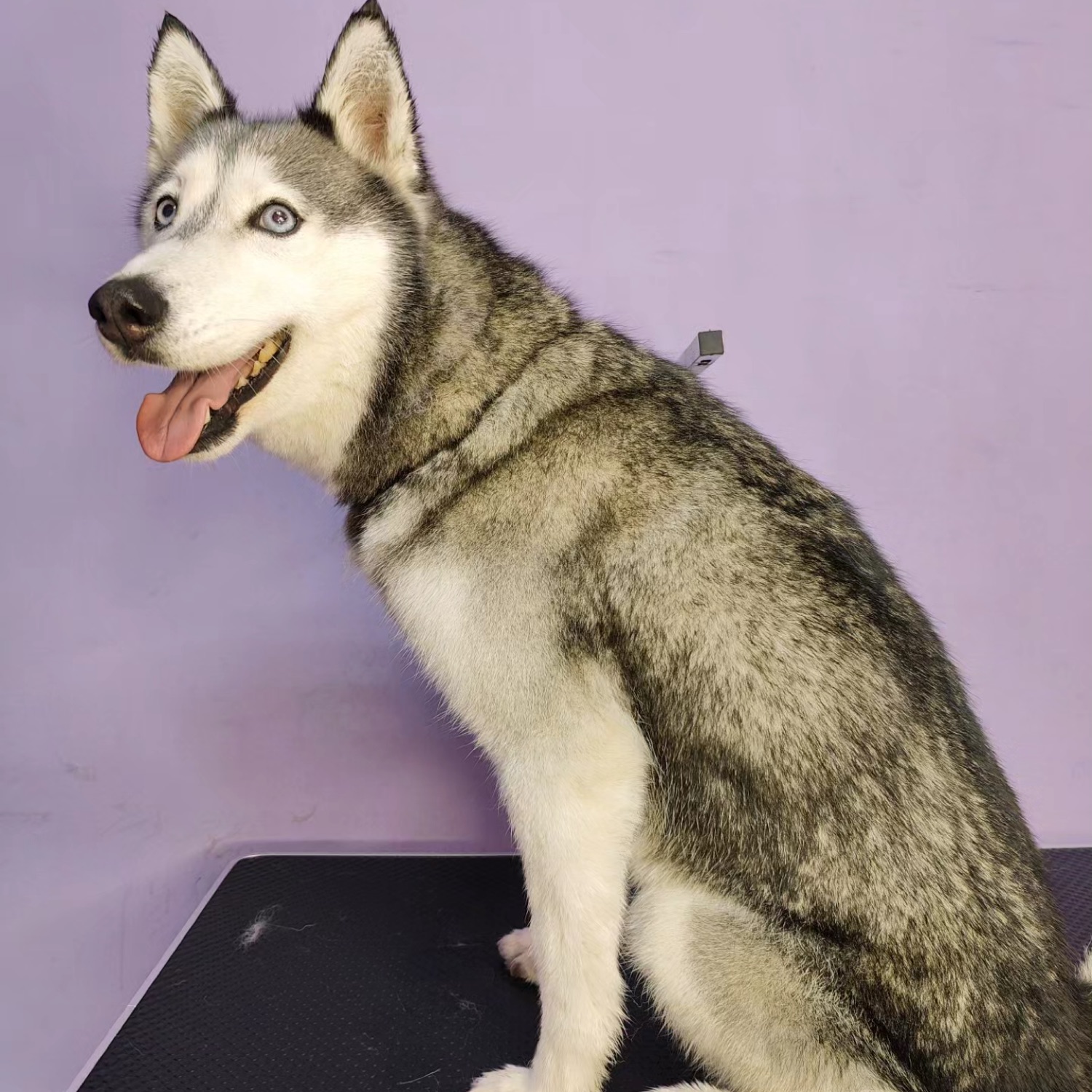 Husky