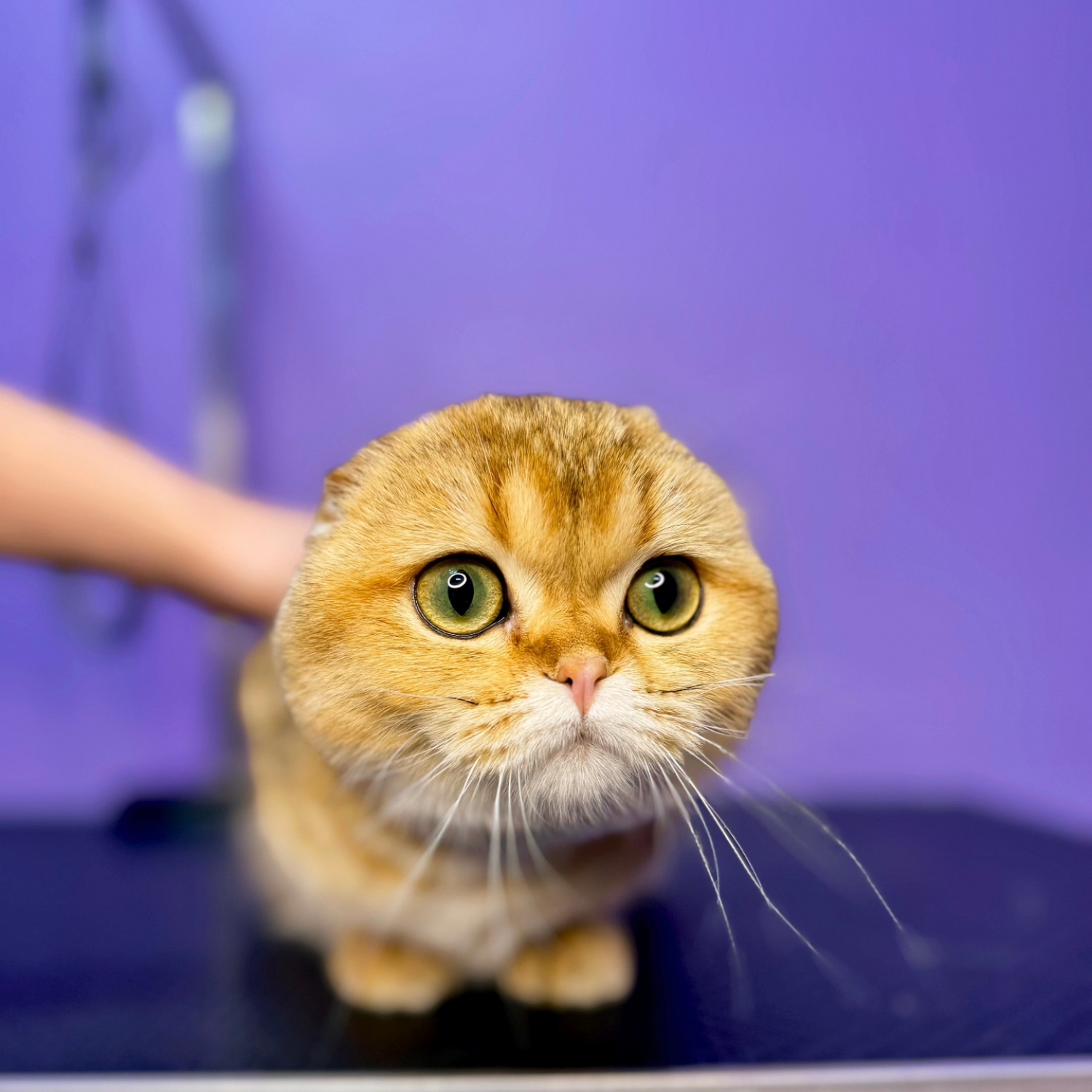 Кошки