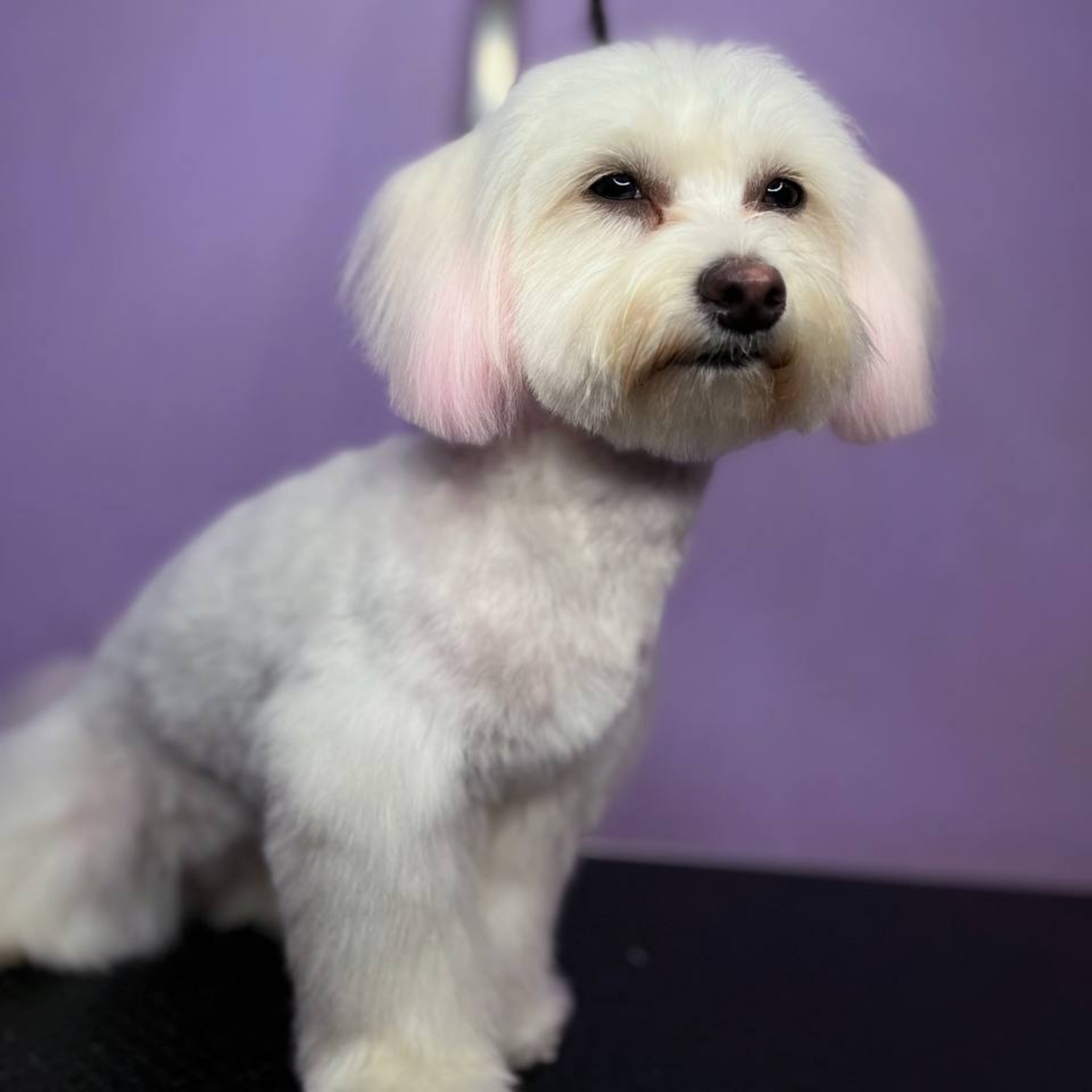Bichon Frise