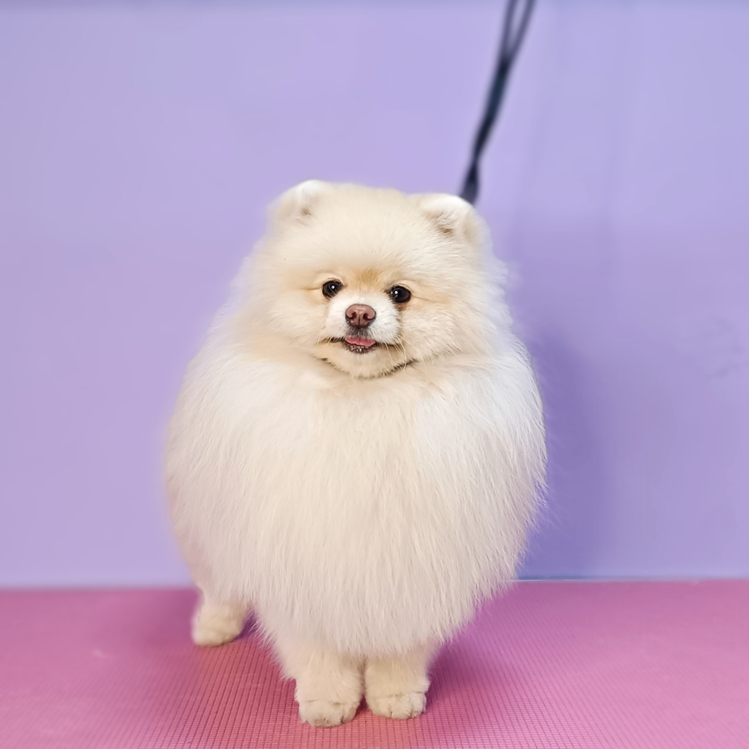 Spitz