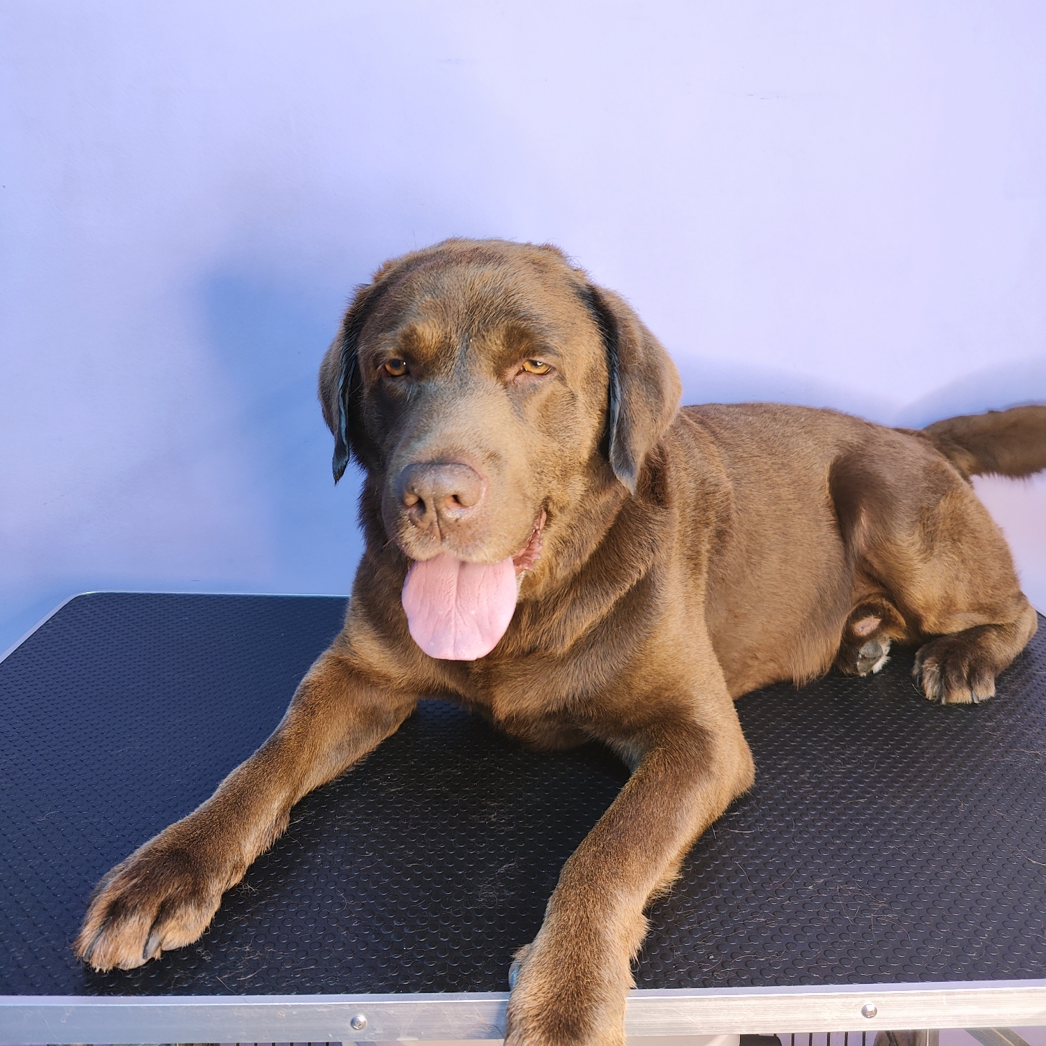 Labrador