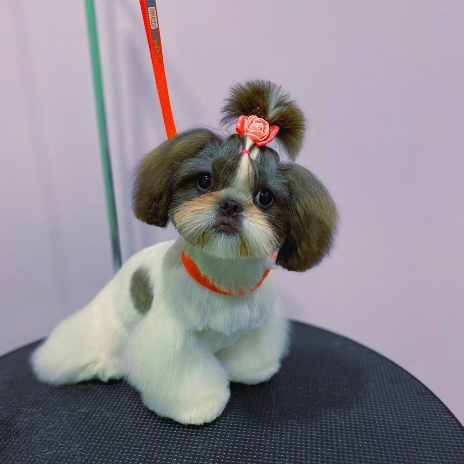 Shih Tzu