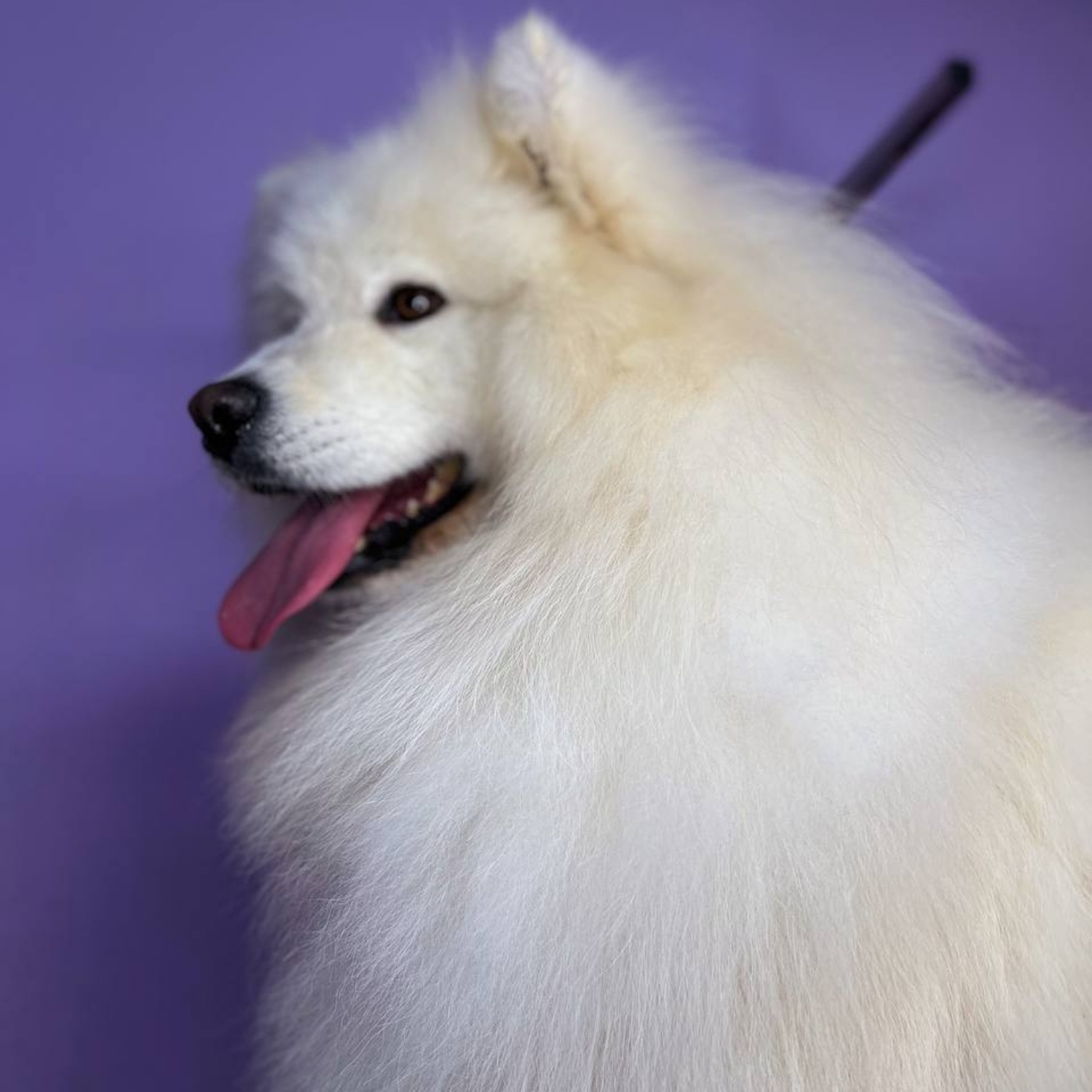 Samoyed husky