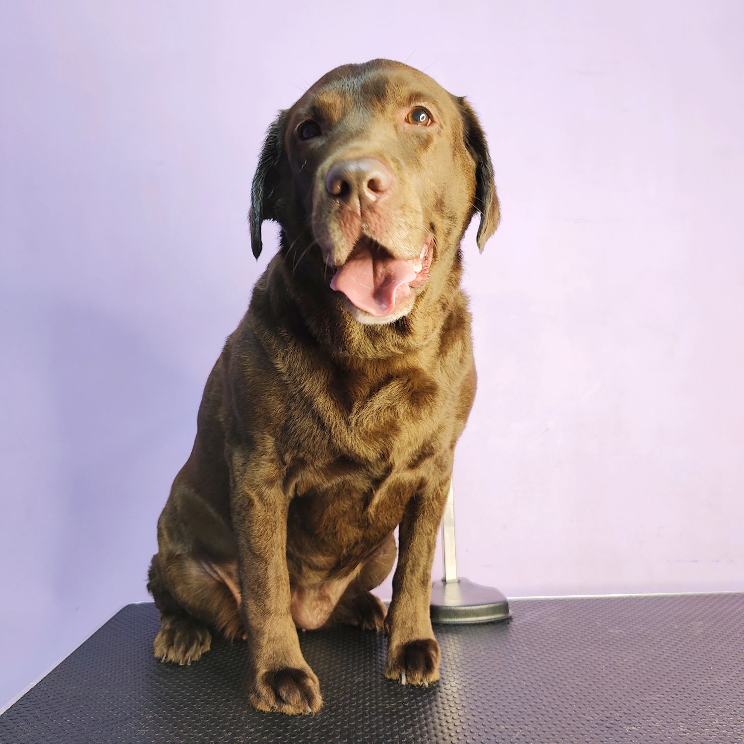 Labrador