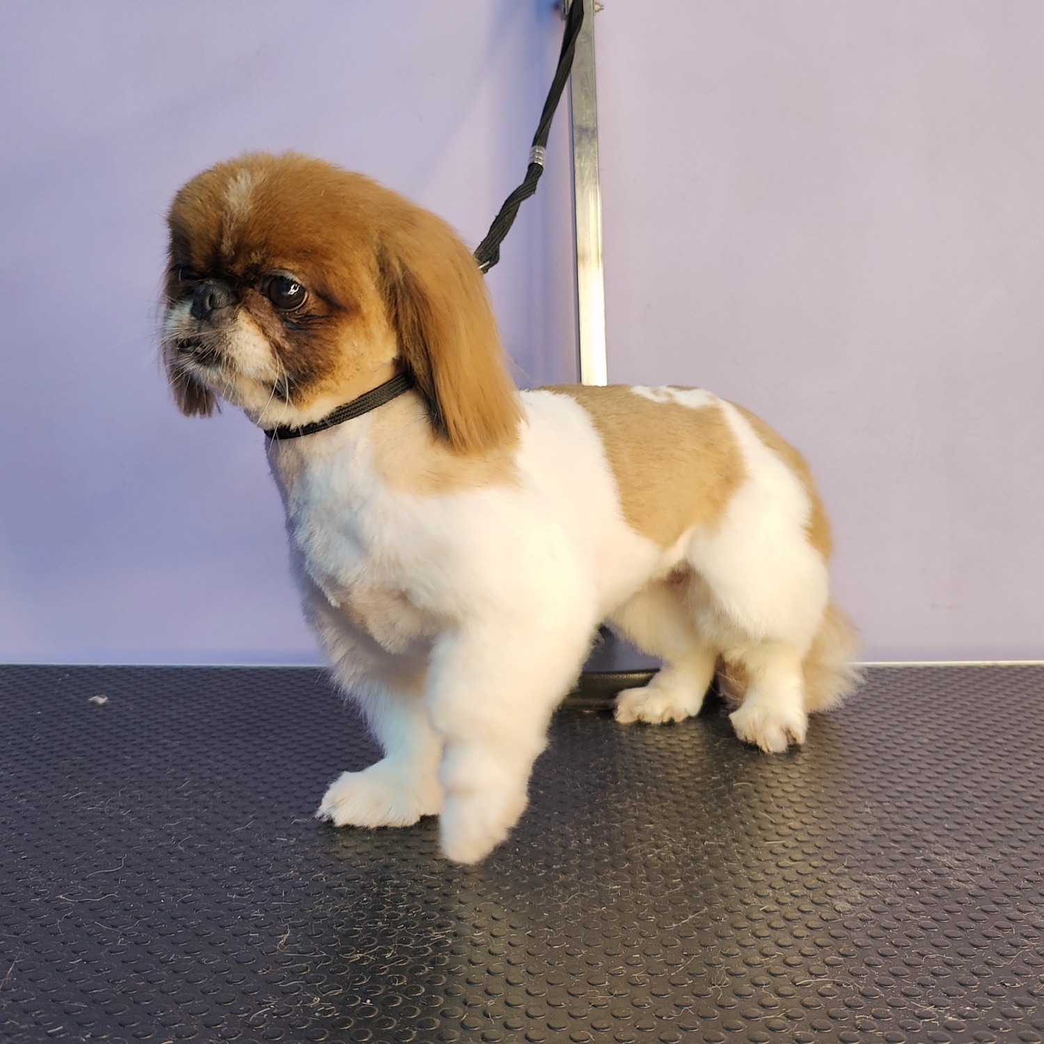 Pekingese