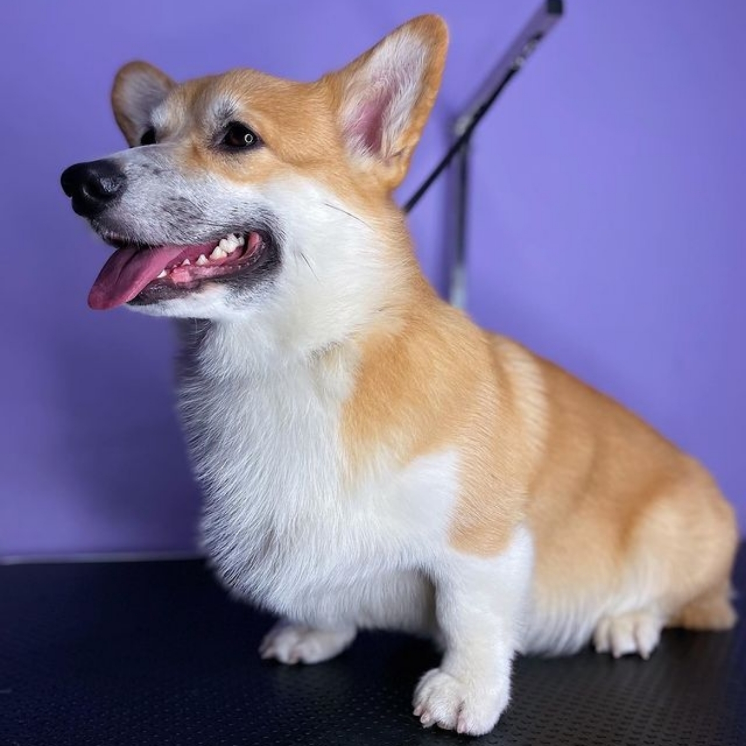 Corgi