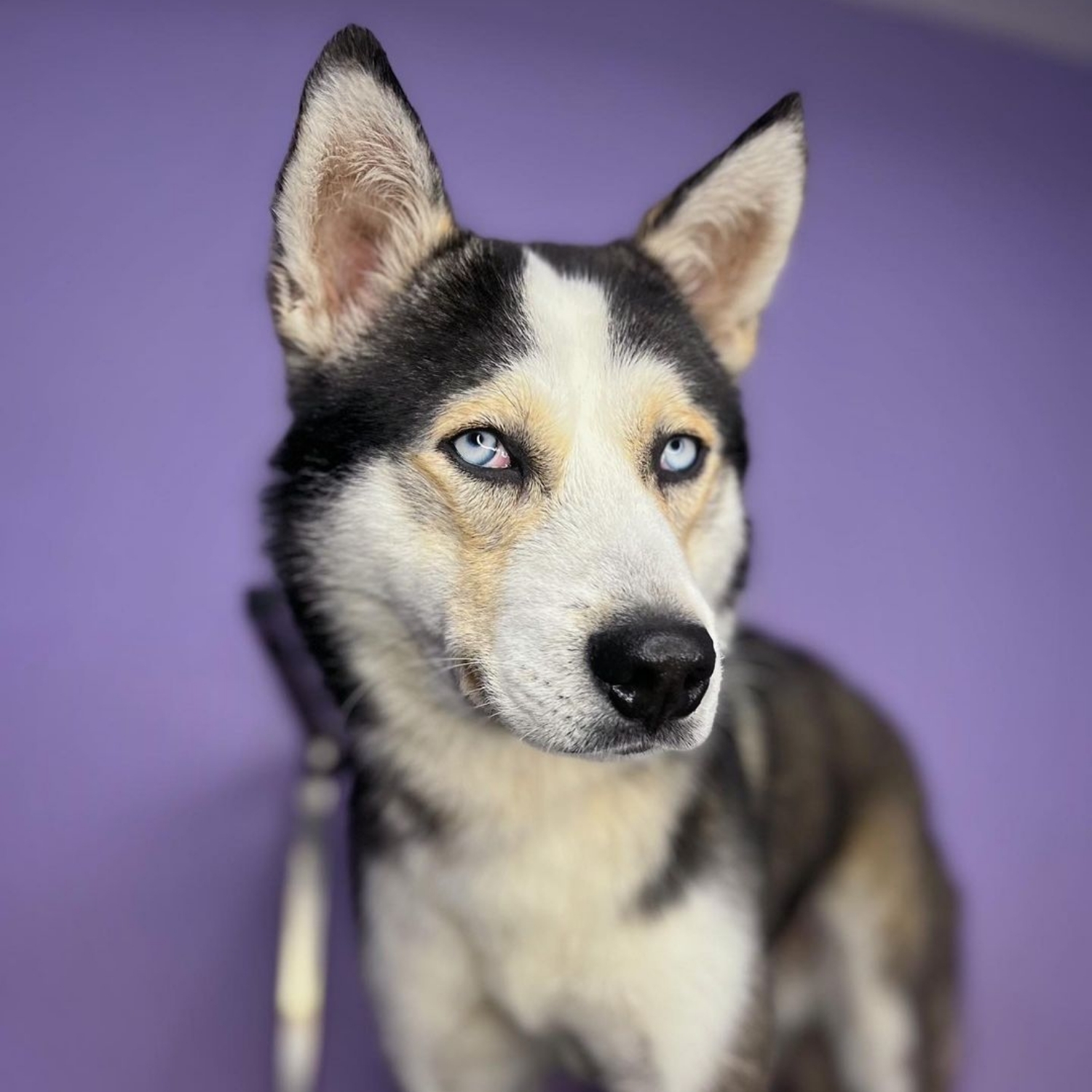 Husky