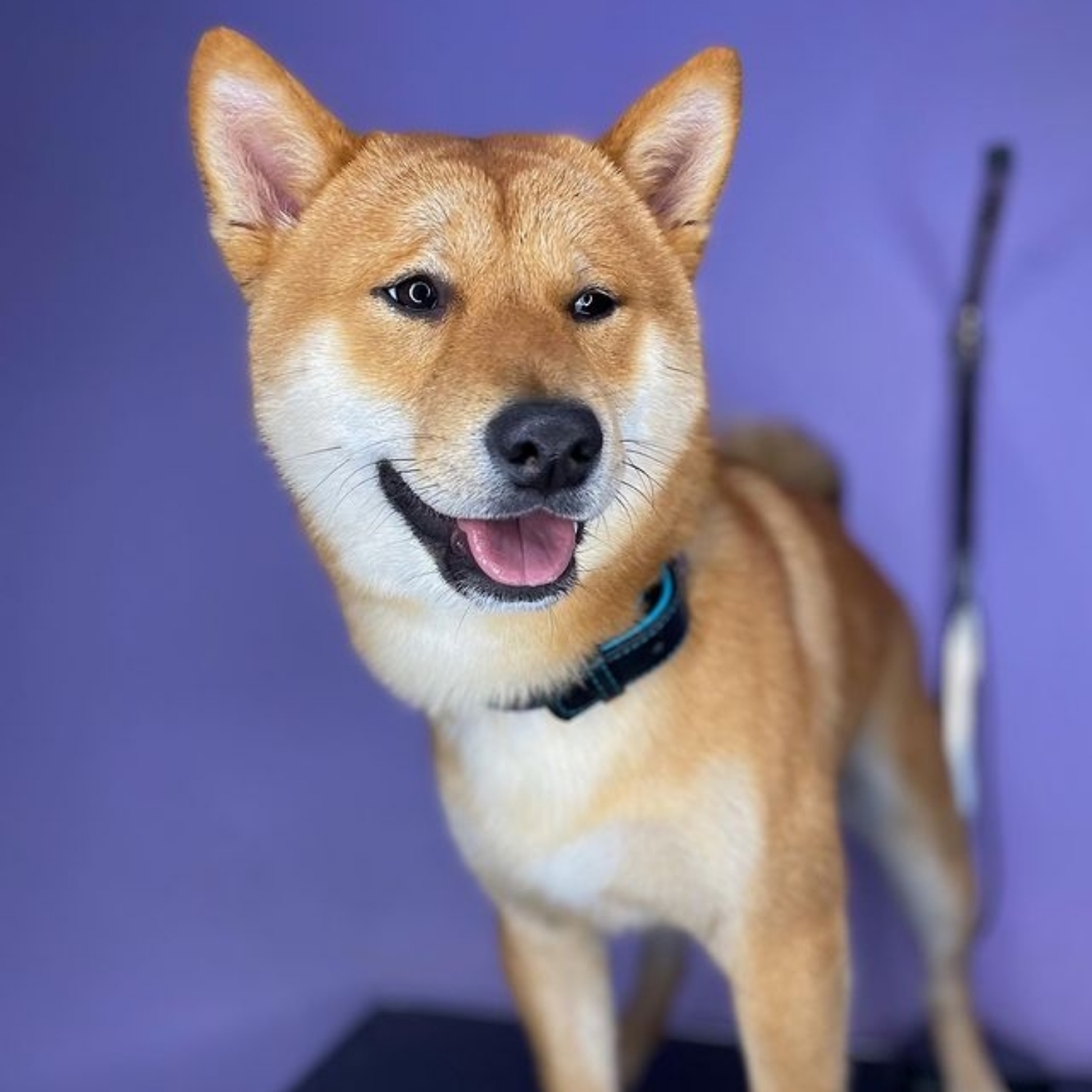 Shiba Inu
