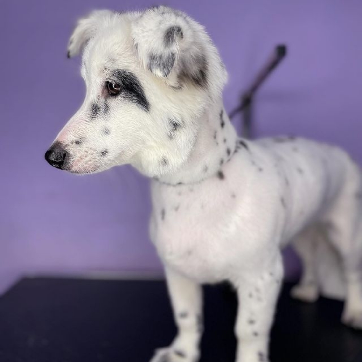 Metis (de la 10 kg până la 20 kg)