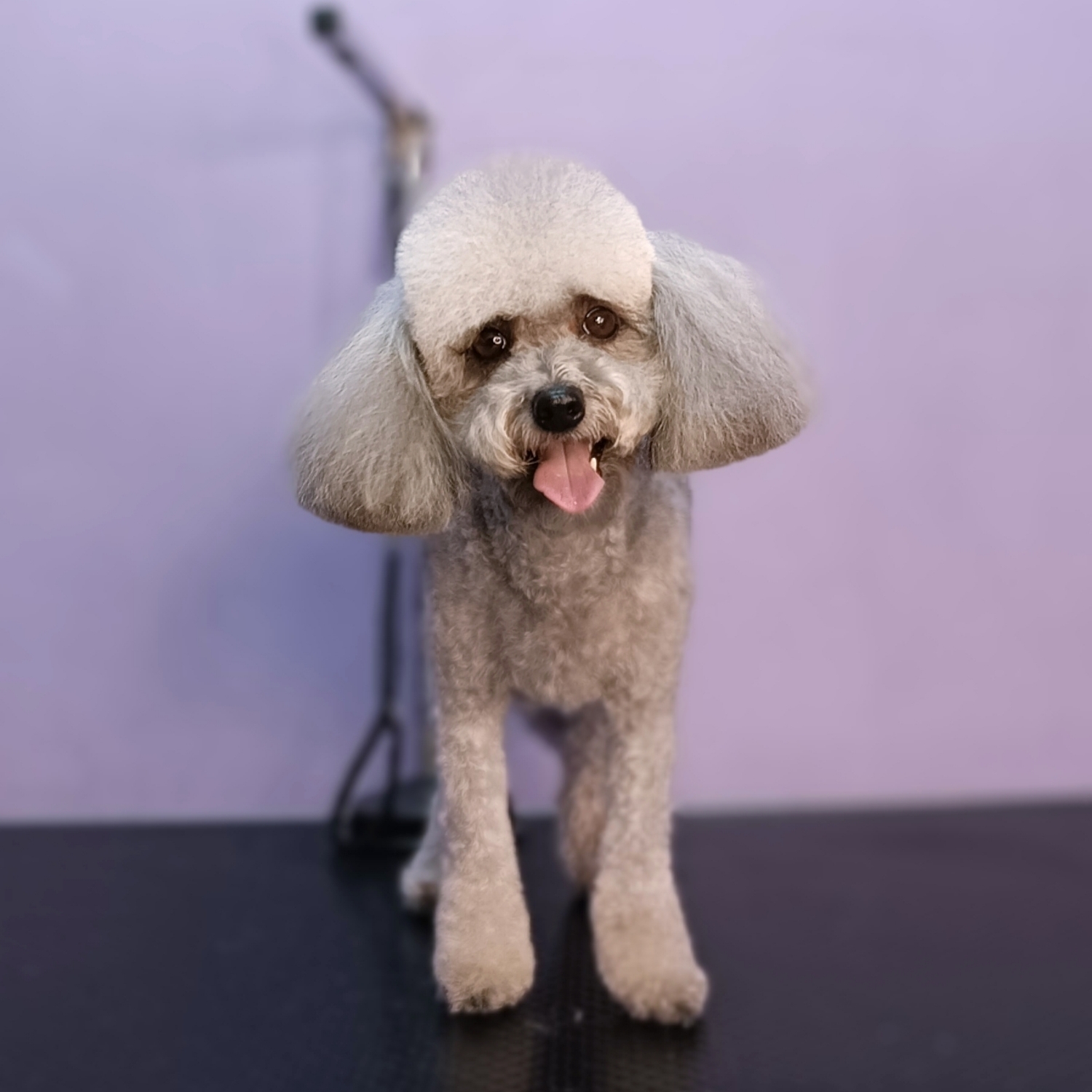 Poodle (mic)