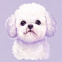Bichon Frise