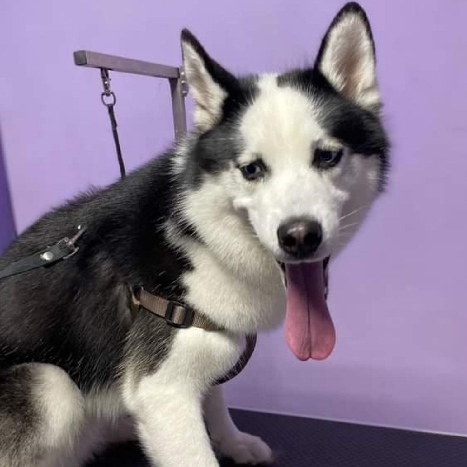 Husky