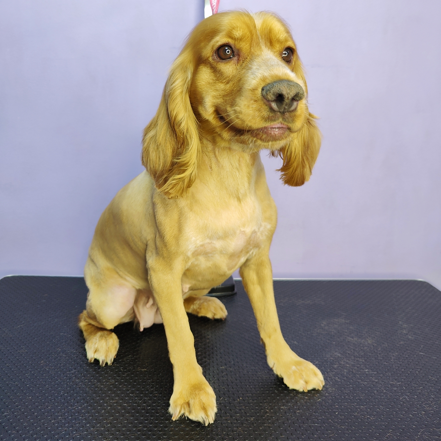 Cocker Spaniel