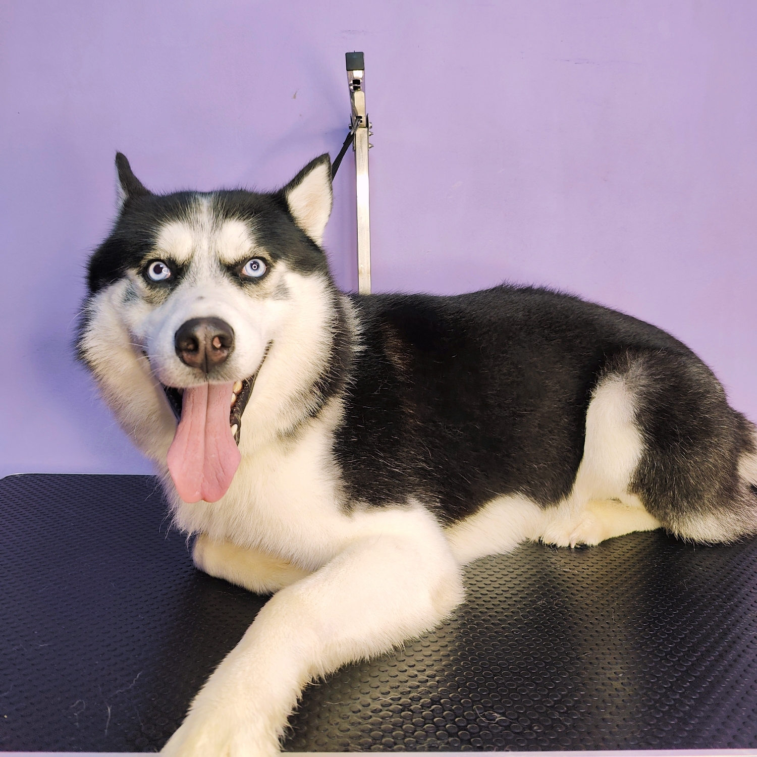 Husky