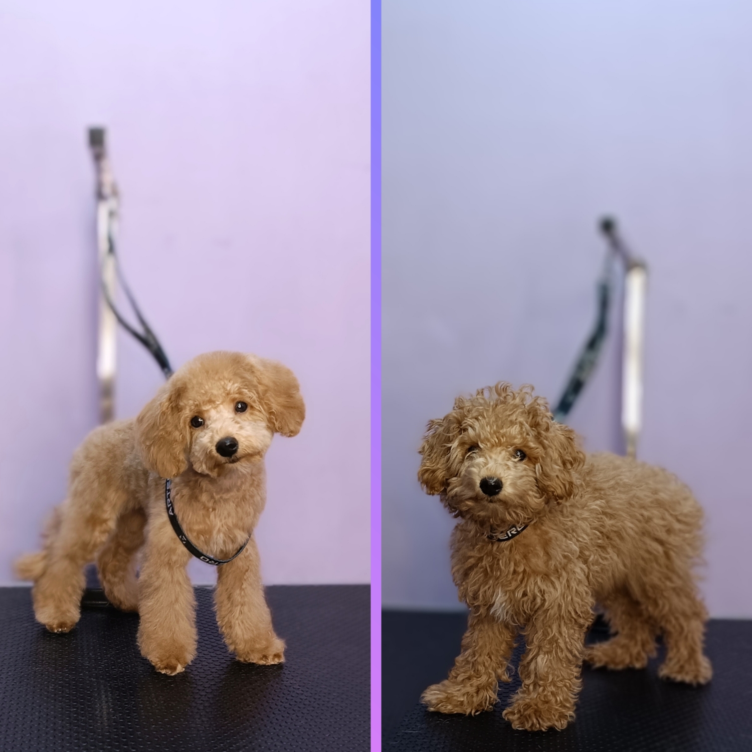 Poodle (mic)