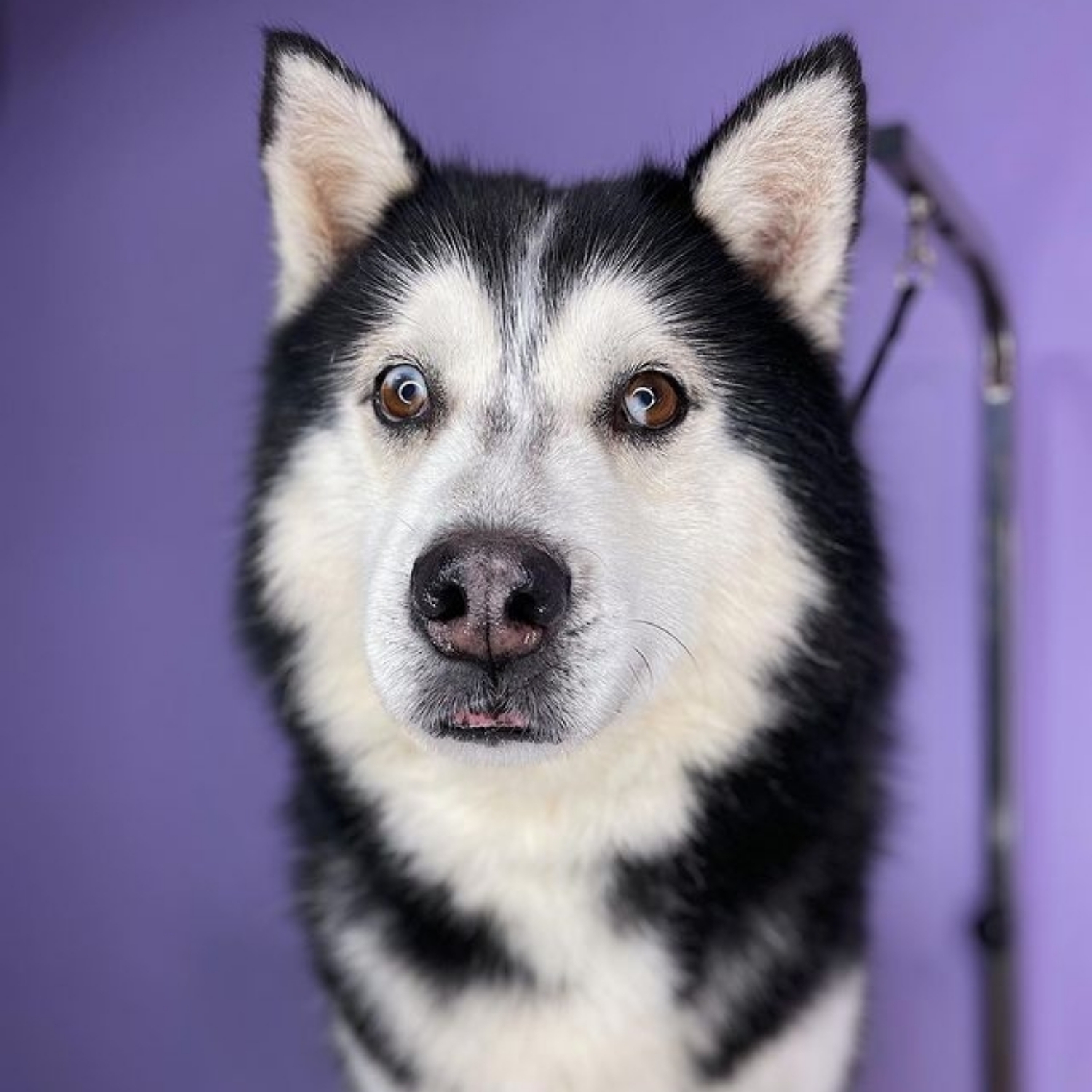 Husky
