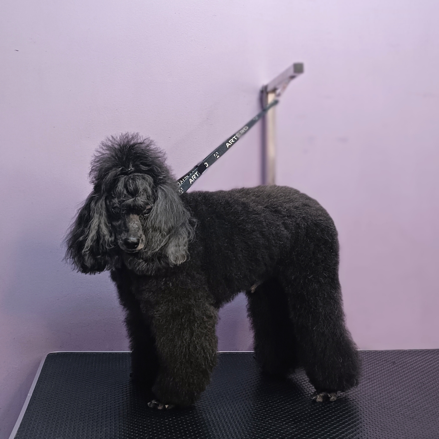 Poodle (mic)