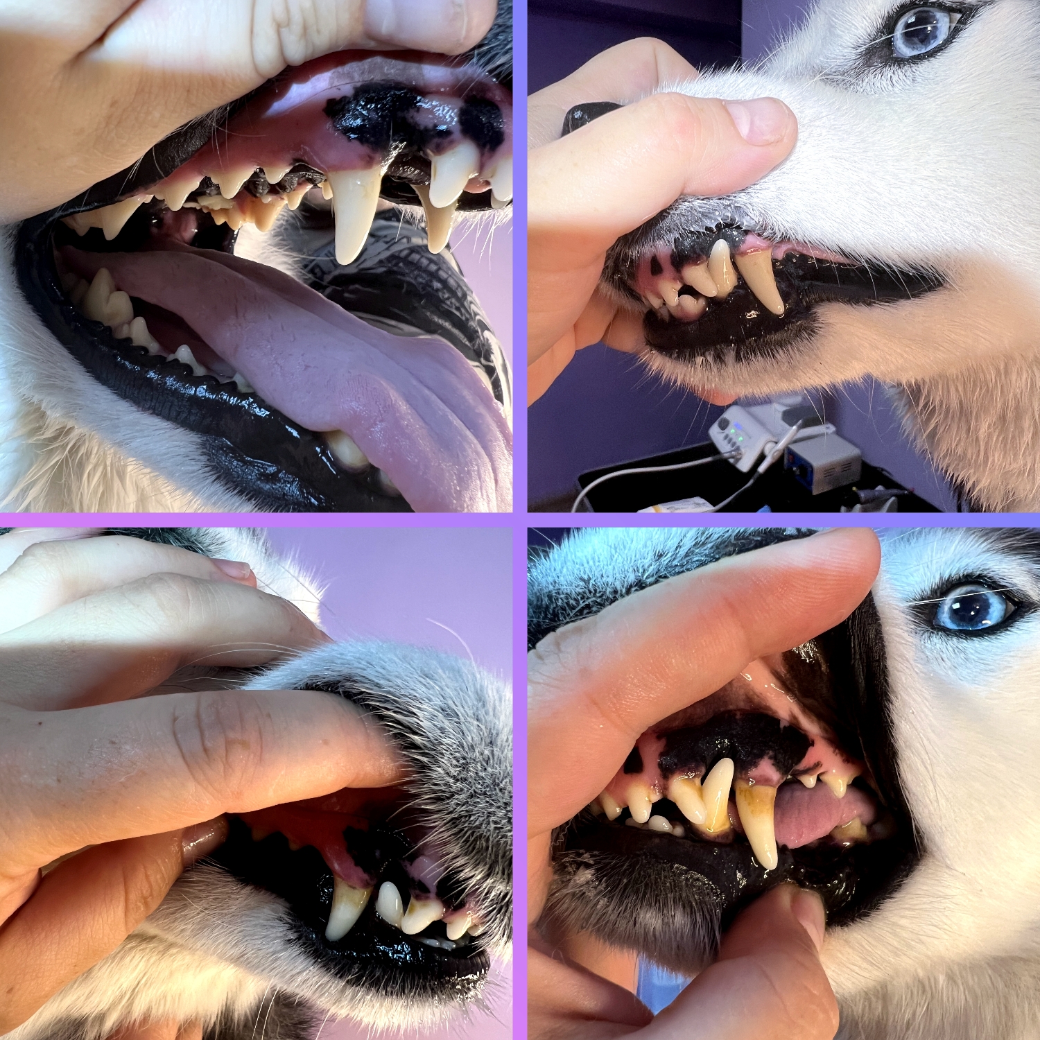 Husky