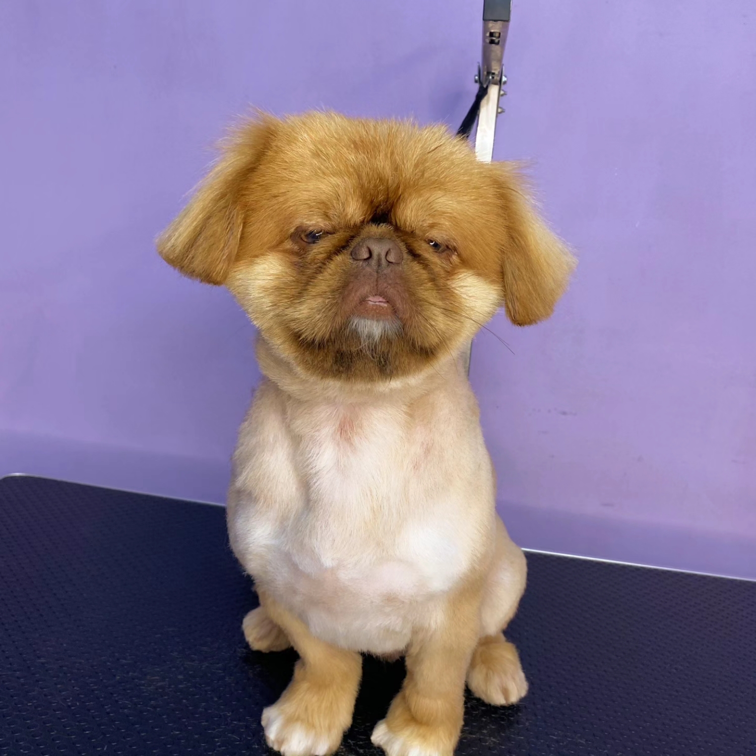 Pekingese