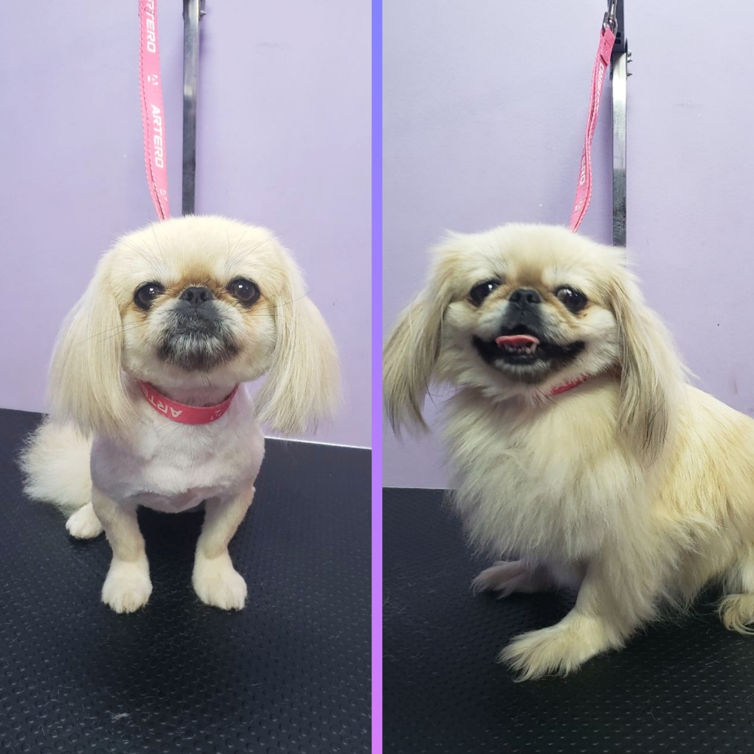 Pekingese