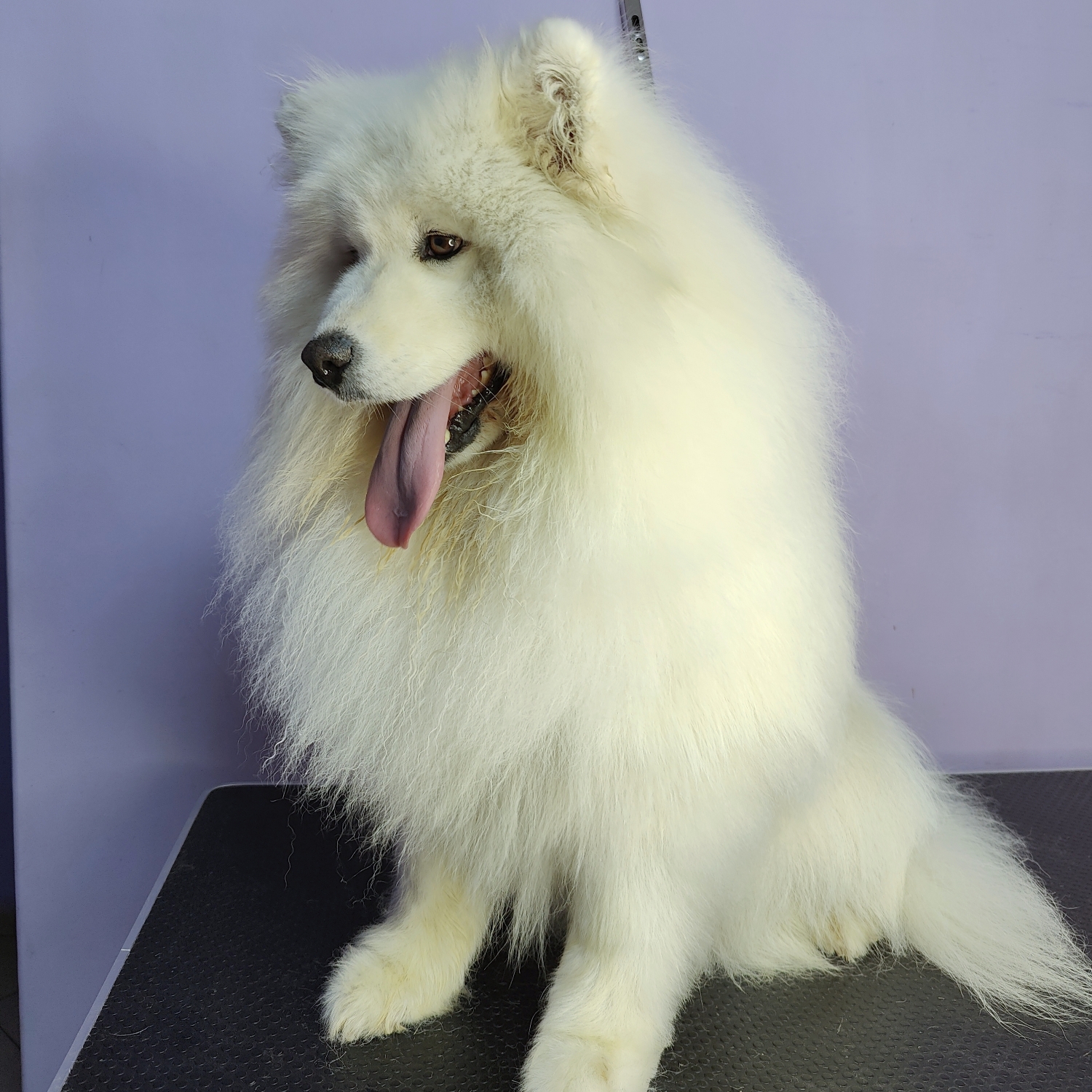 Samoyed husky