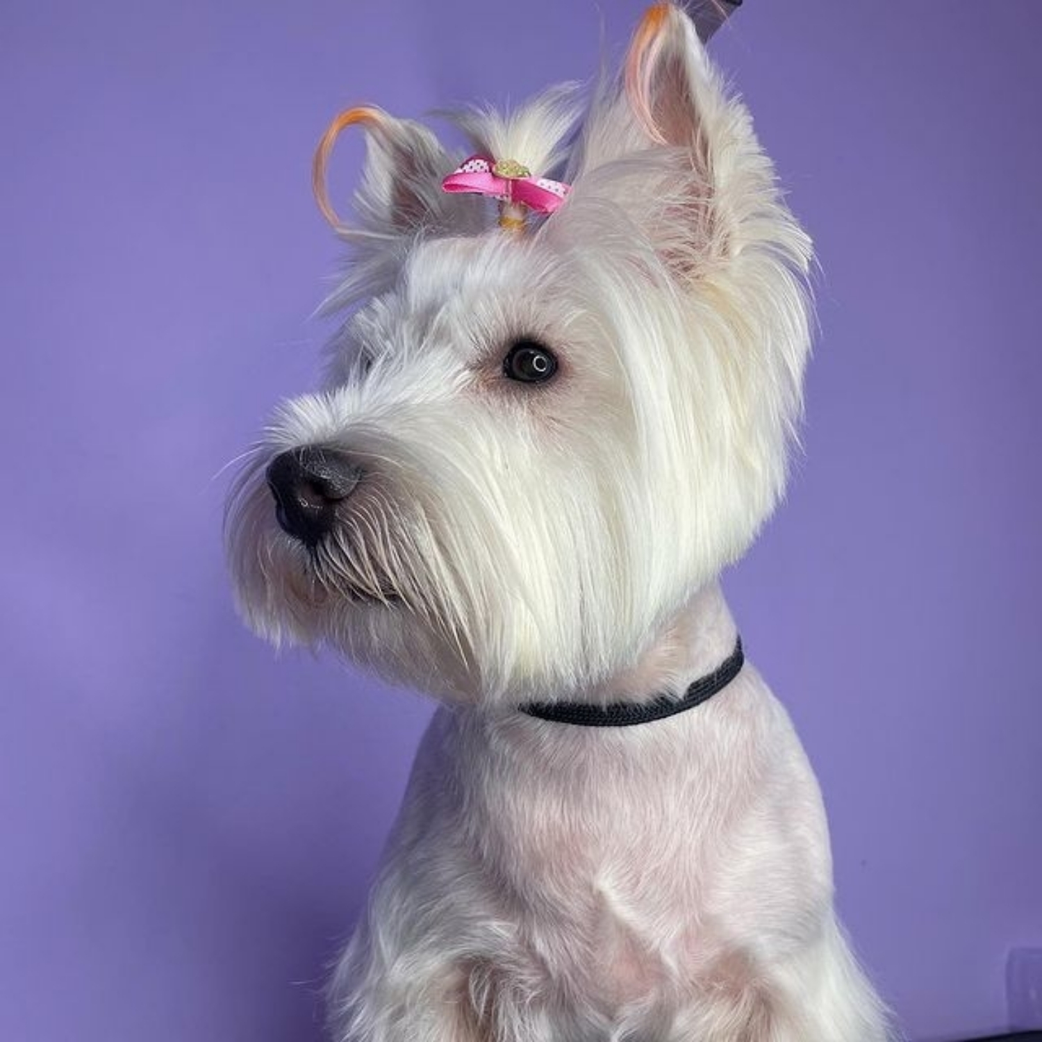 West Highland Terrier