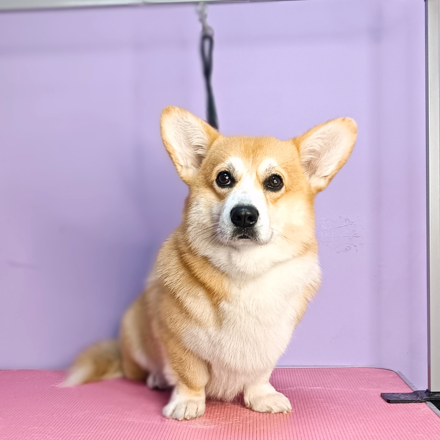 Corgi