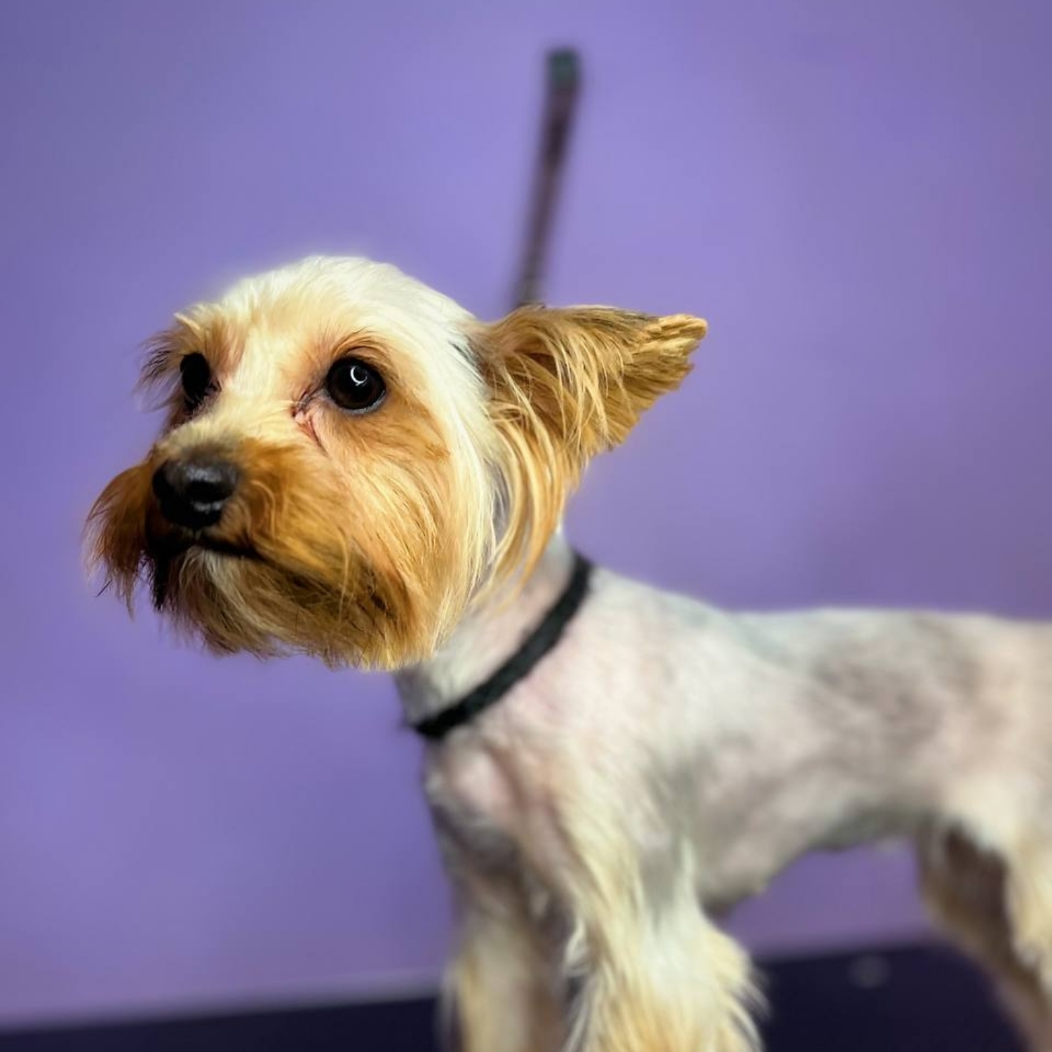 Yorkshire terrier