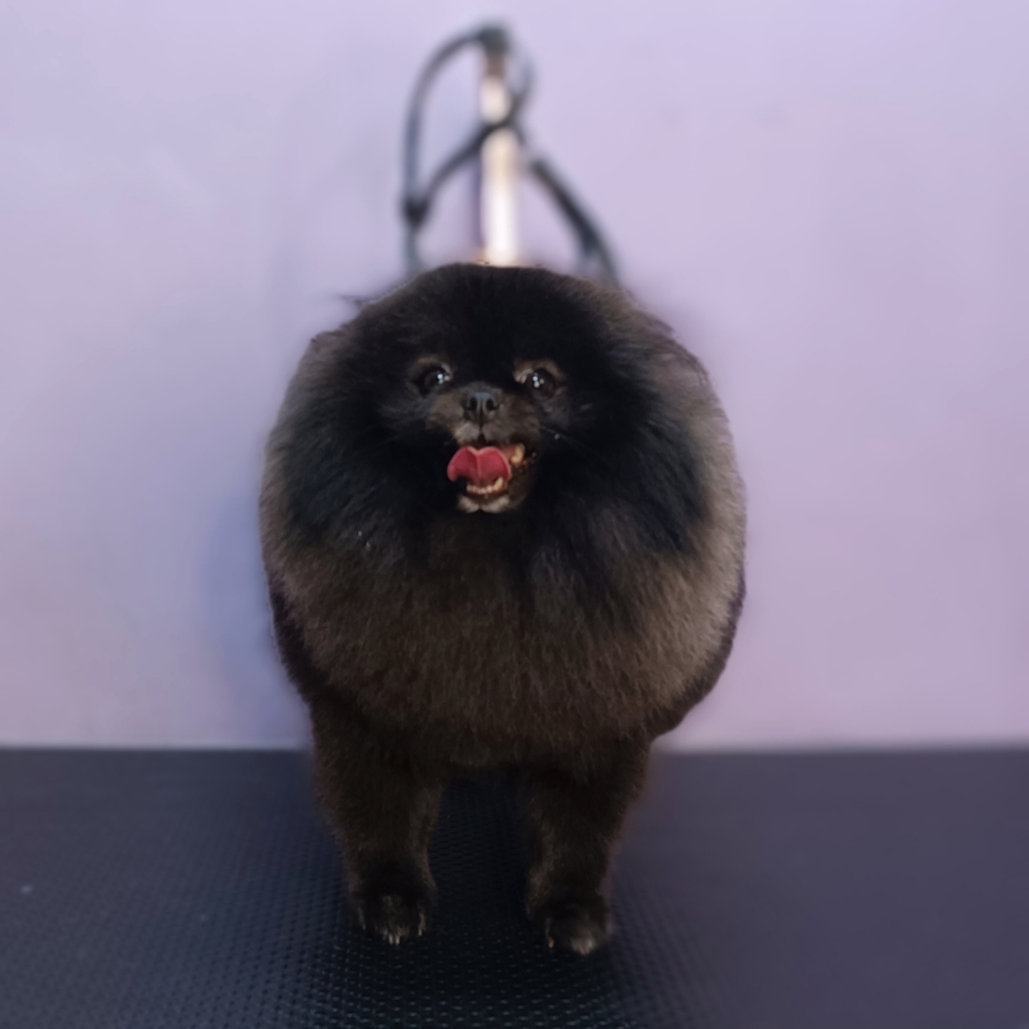 Spitz