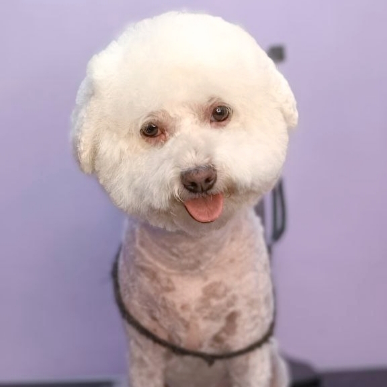 Bichon Frise