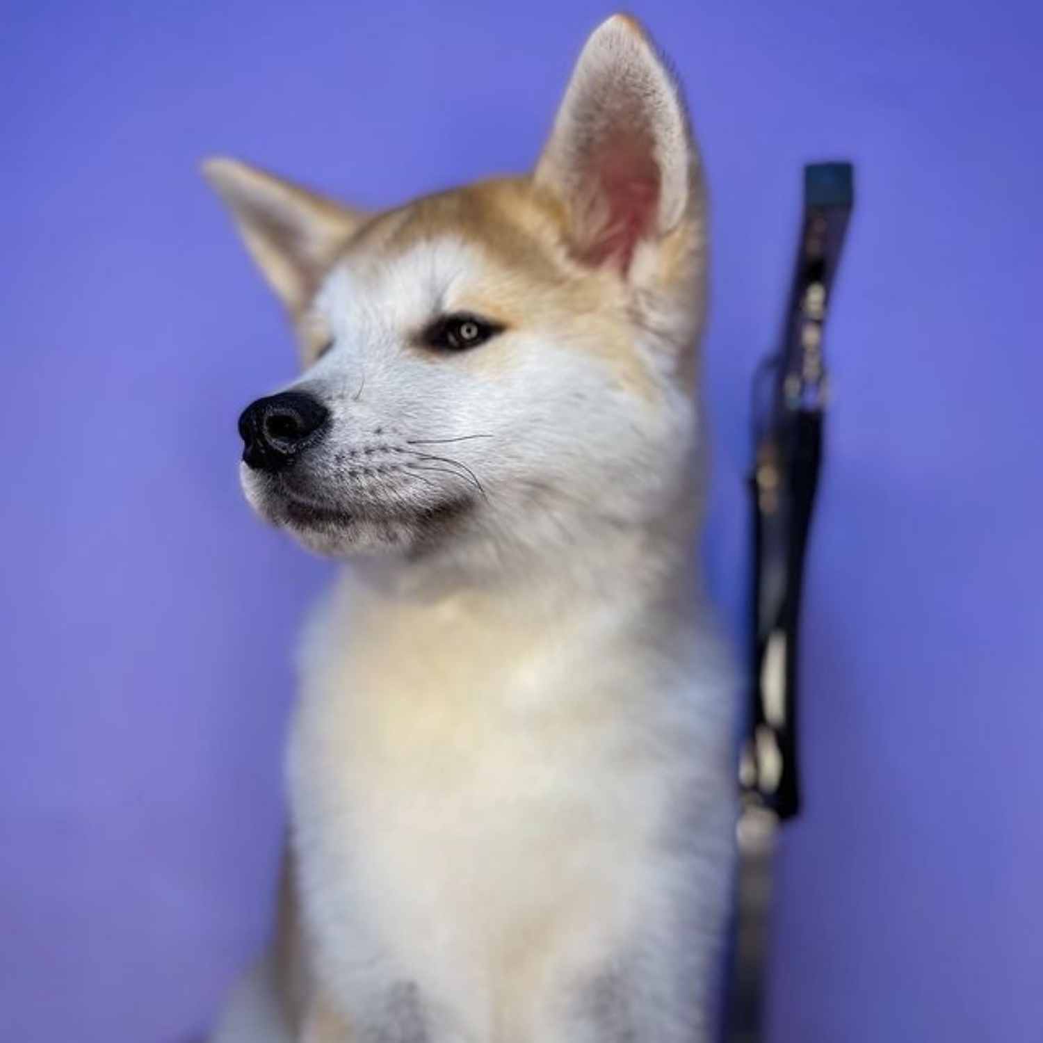 Akita Inu